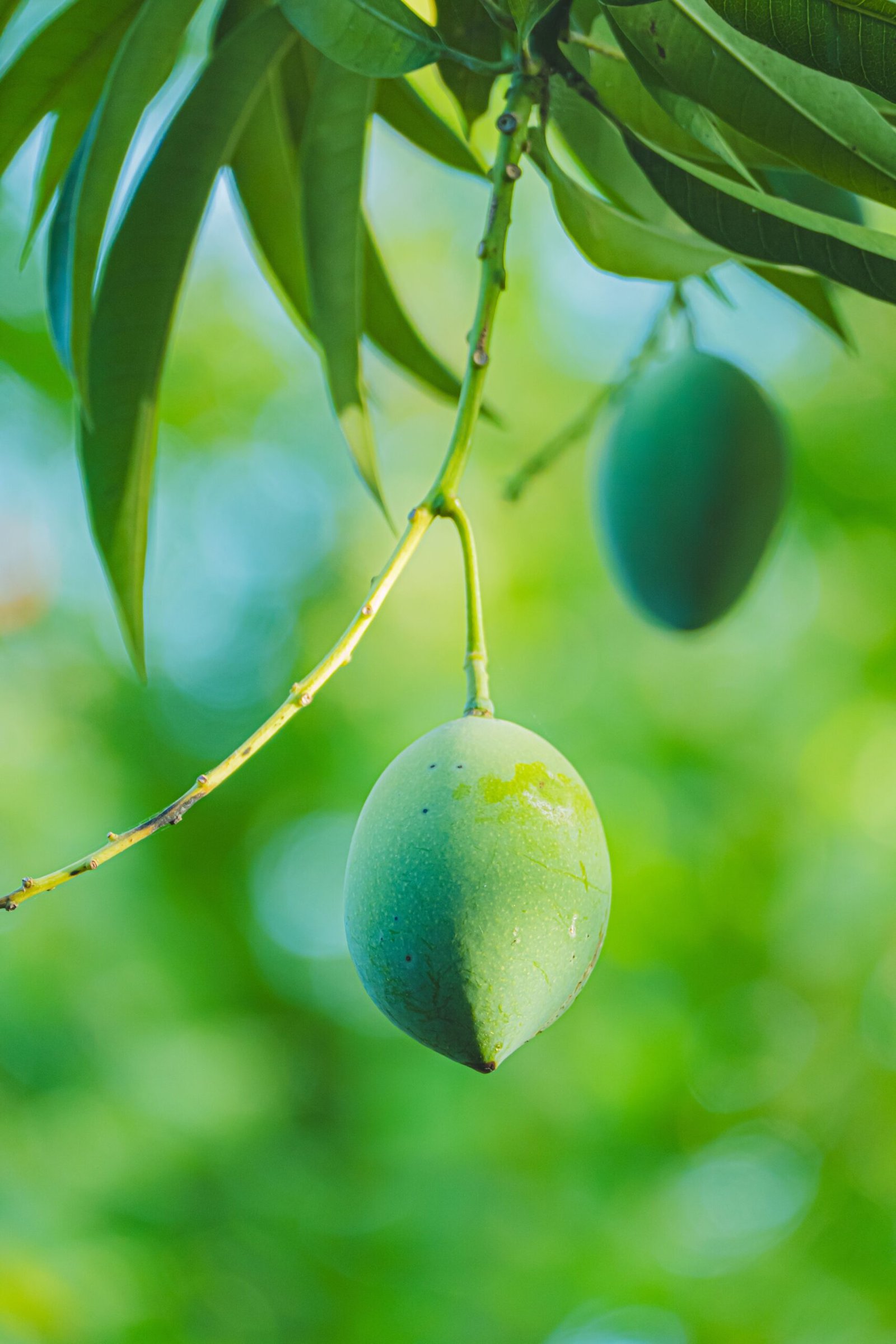 KARIKAR Green Banganapalli Mango Grafted Live Fruit Plant – Healthy Mango Tree for Home Garden - Image 2