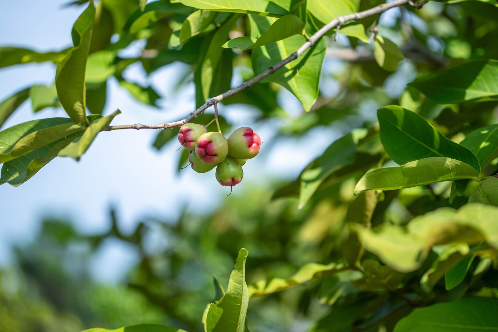 KARIKAR All Time/Baramasi Wax Apple Grafted Live Fruit Plant – Healthy Wax Apple Tree Plant for Home Garden - Image 3