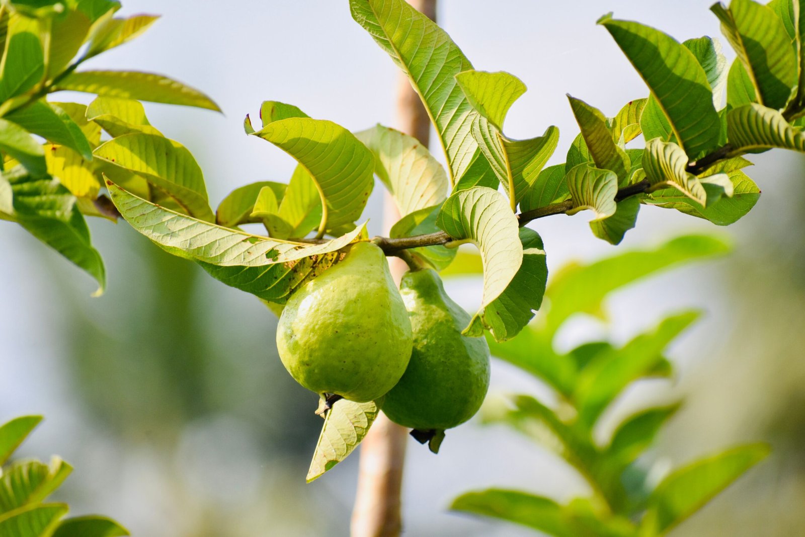 KARIKAR Ghoti Guava Grafted Live Fruit Plant – Healthy Guava Tree Plant for Home Garden - Image 2