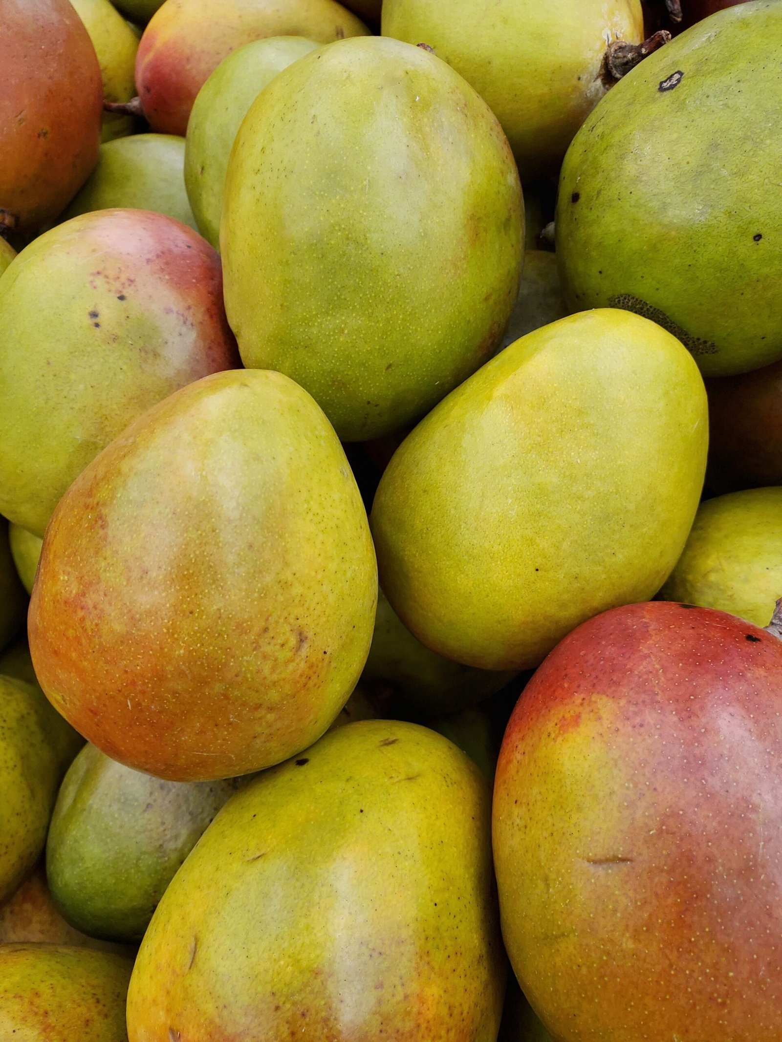KARIKAR Green Dasheri Mango Grafted Live Fruit Plant – Healthy Mango Fruit Tree for Home Garden - Image 3