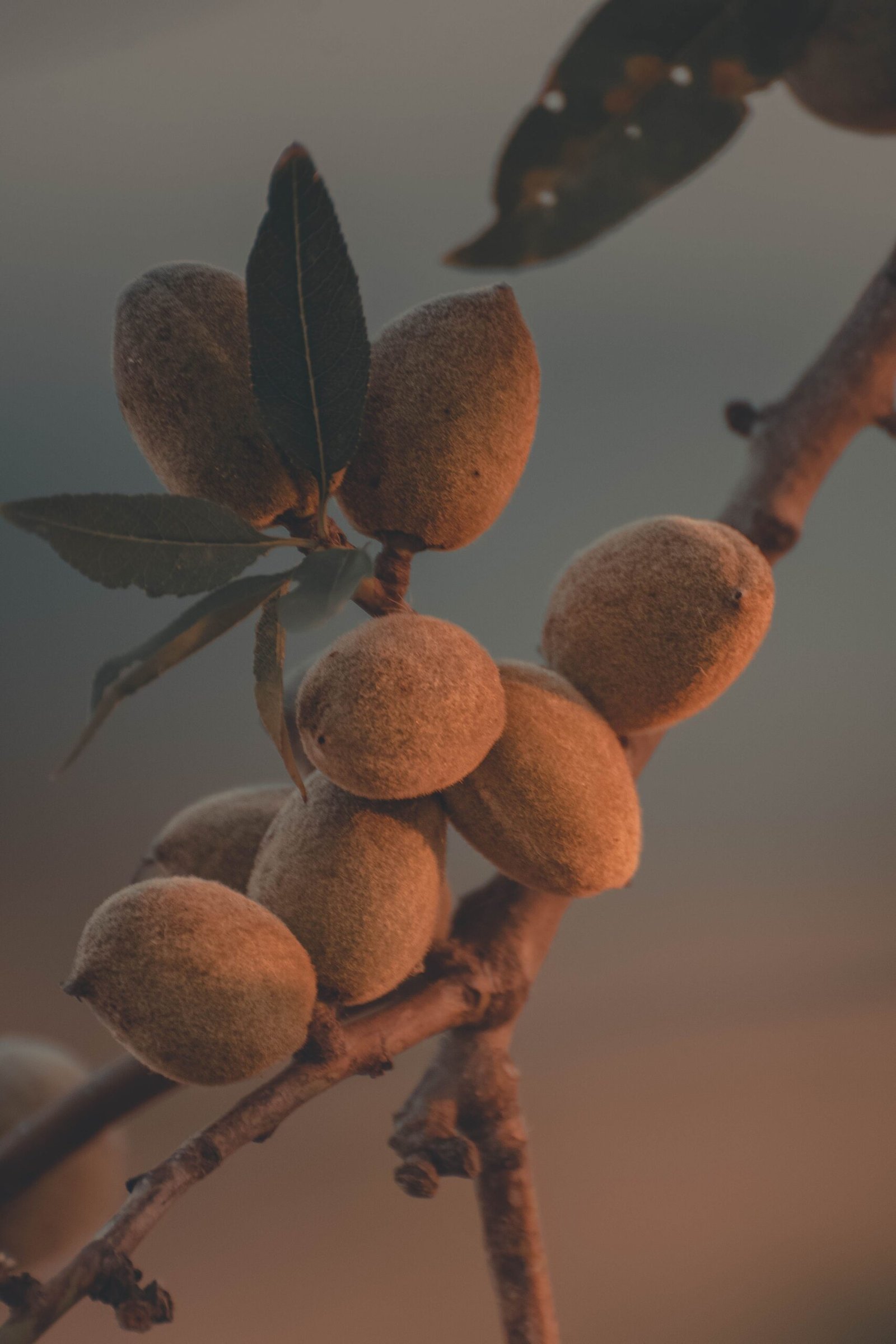 KARIKAR Indian Almond(Kath Badam) Grafted Live Fruit Plant for Home Garden - Image 3