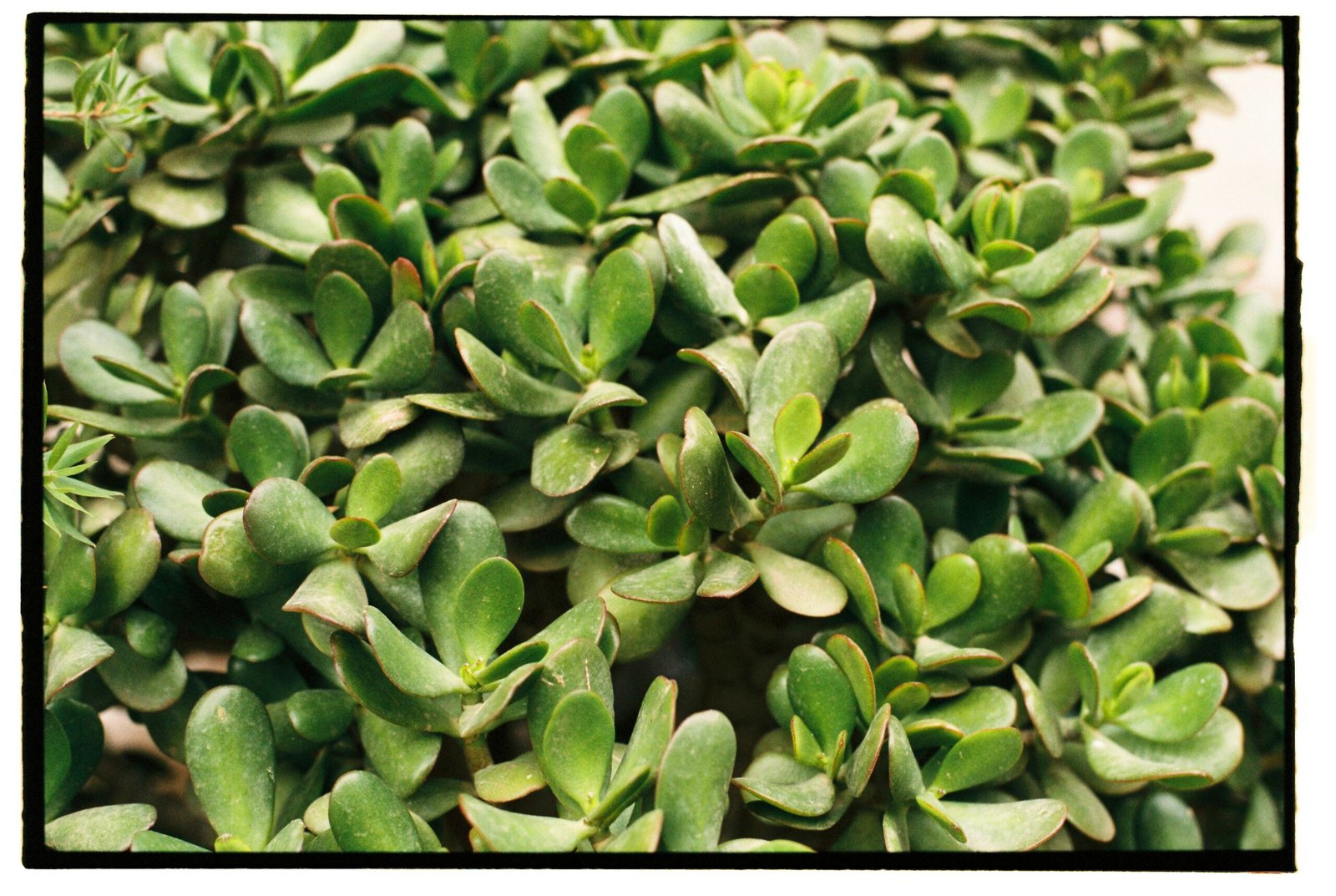 KARIKAR Kuberakshi / Jade Plant Grafted Live Succulent Plant for Home Indoor, Office, Balcony and Garden Décor - Image 2