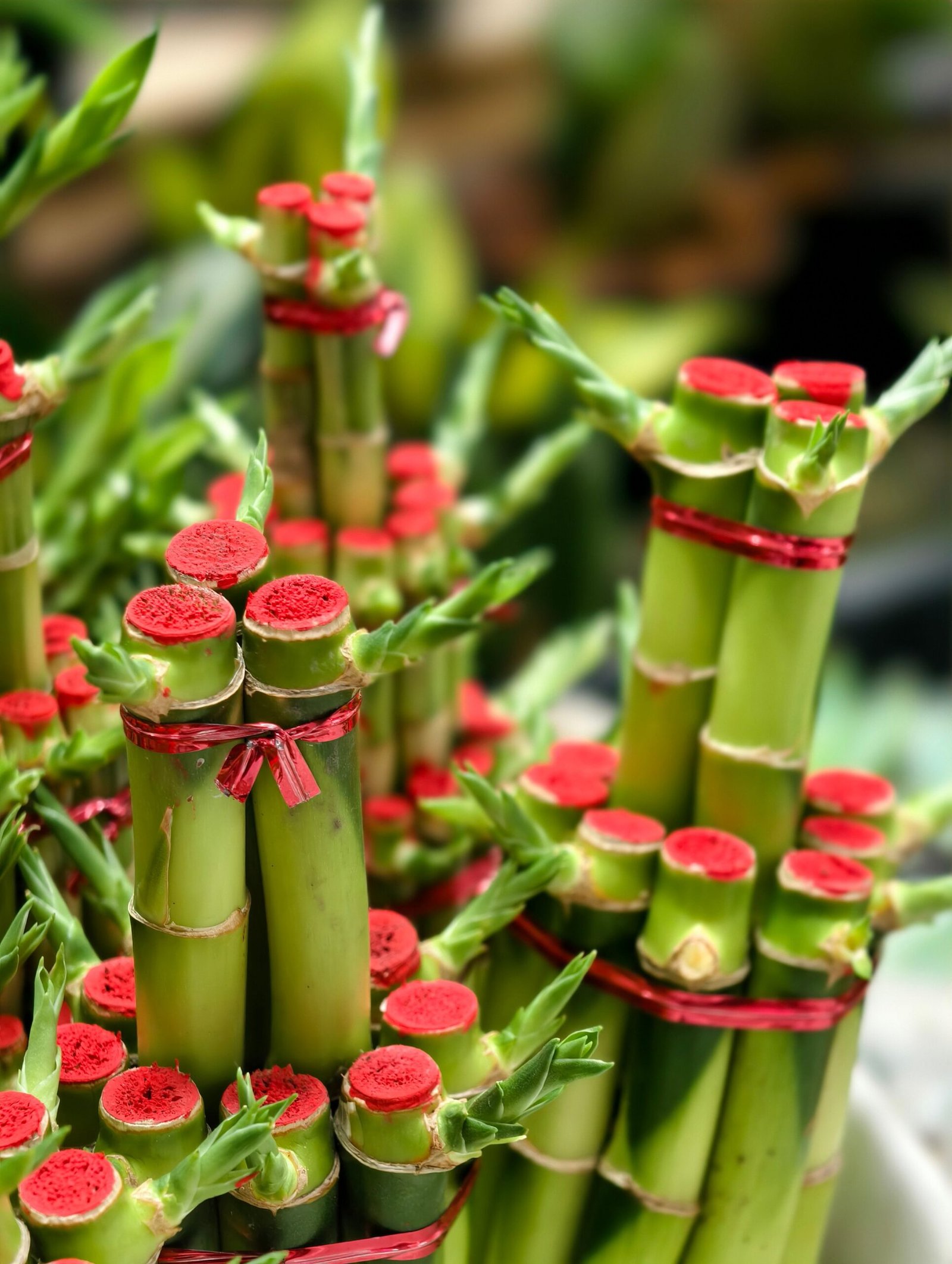 KARIKAR Lucky Bamboo Grafted Live Fern Plant for Home Indoor, Office, Tabletop - Image 3