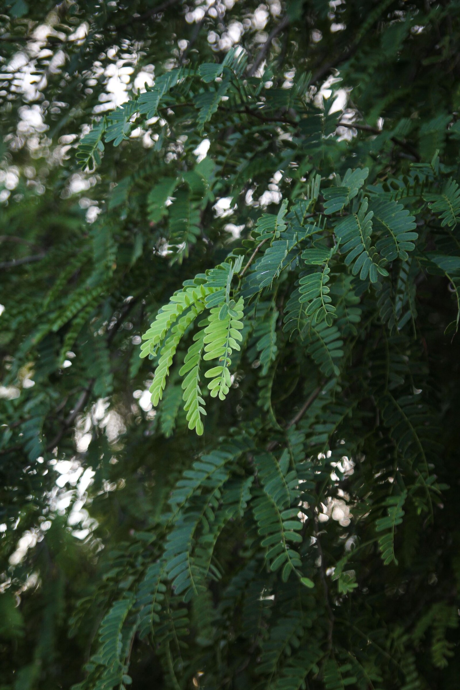 KARIKAR Sour Tamarind Grafted Live Plant for Home Garden - Image 2