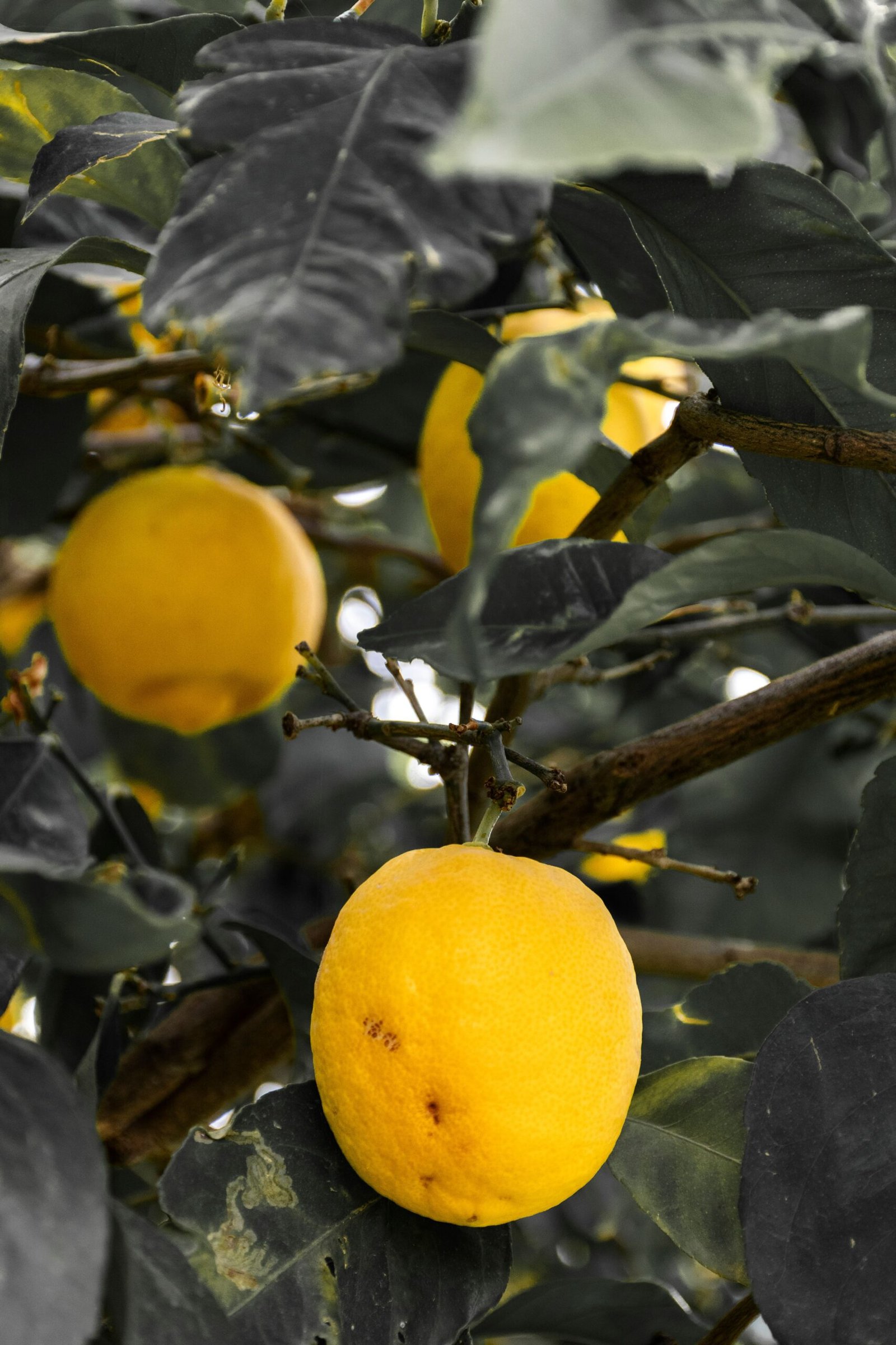 KARIKAR Seedless Lemon Grafteed Live Plant – Healthy Lemon Tree Plant for Home Garden - Image 2