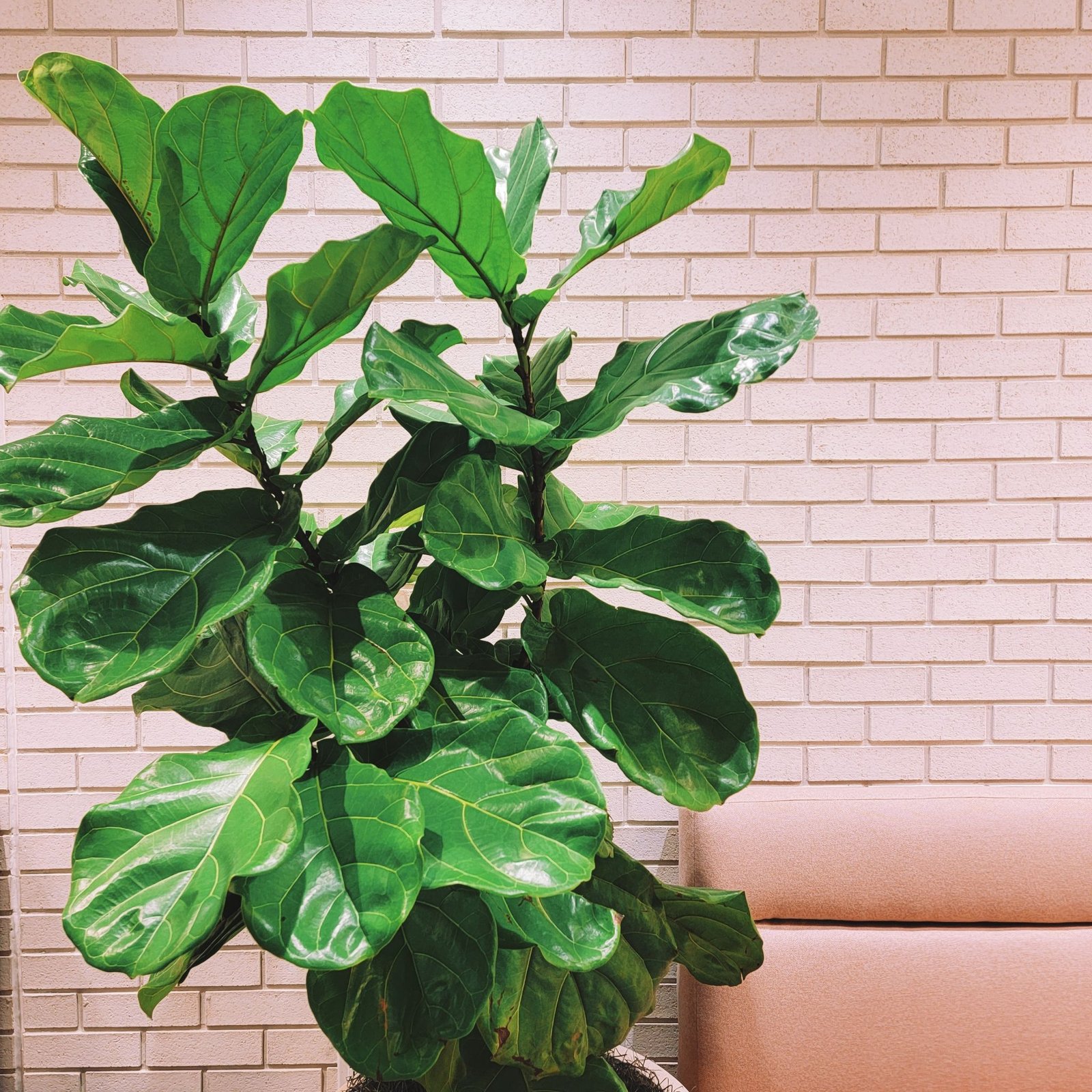 KARIKAR Fiddle Leaf Fig Grafted Live Fern Plant for Home Indoor, Office, Balcony & Modern Interior Decor - Image 3