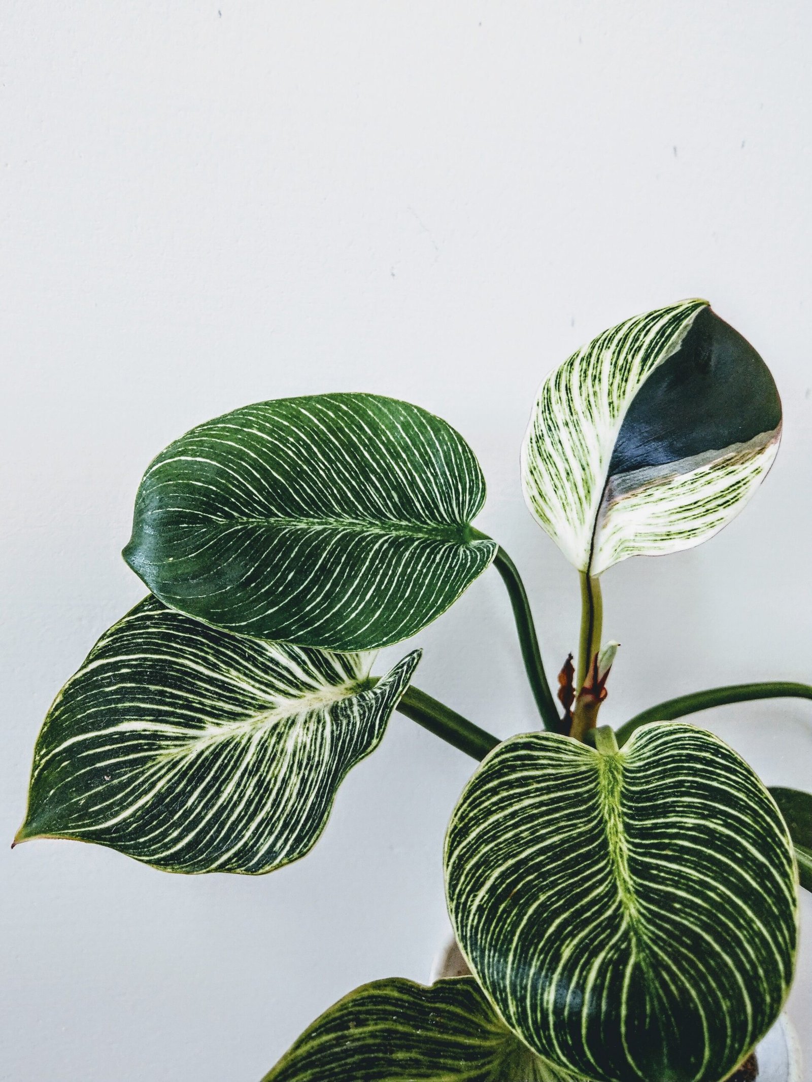 KARIKAR Philodendron Birkin Grafted Live Succulent Plant for Home Indoor, Office, Balcony and Garden Décor - Image 2