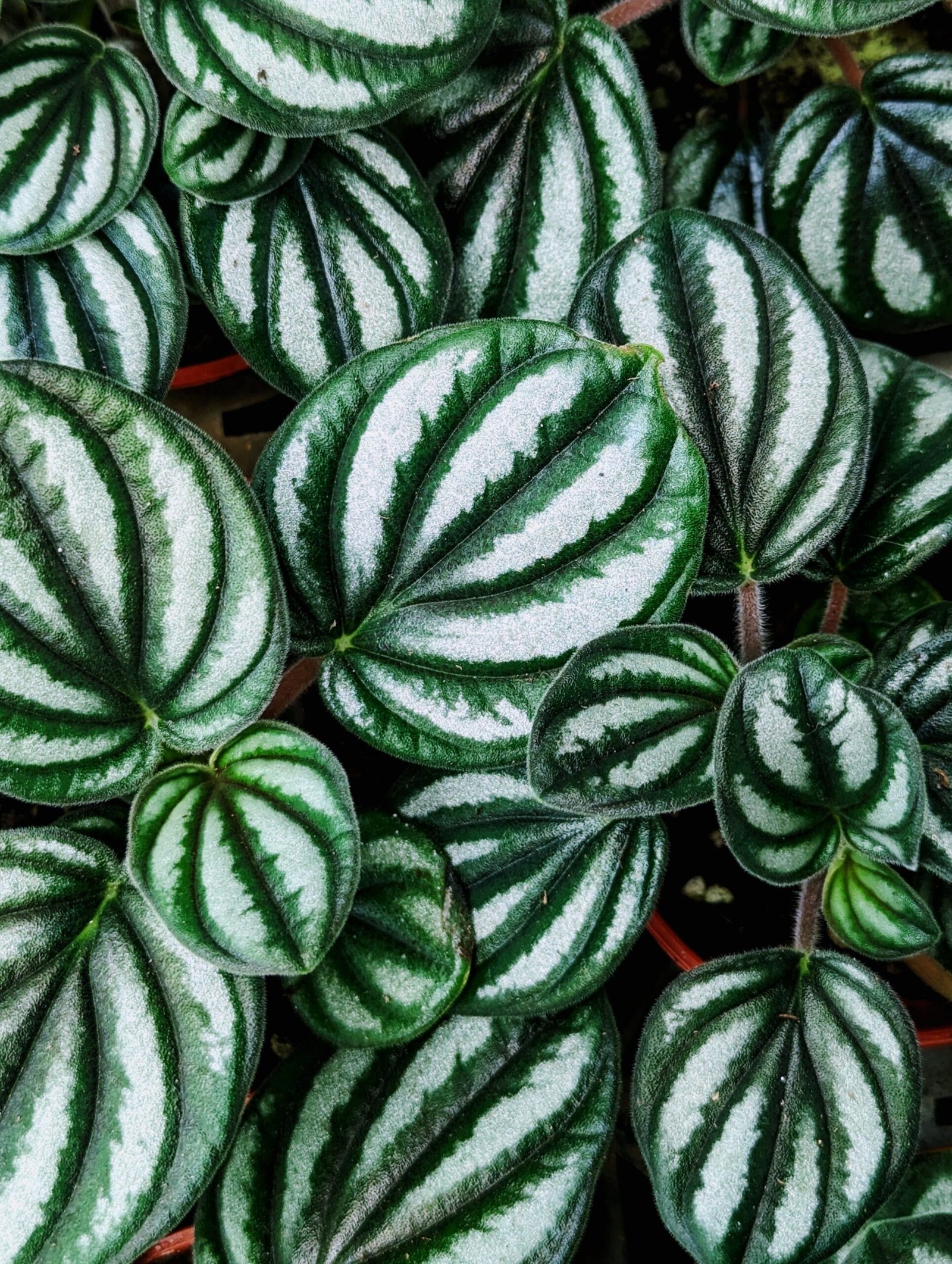 KARIKAR Peperomia Red Luna Grafted Live Fern Plant for Home Indoor, Office, Balcony & Garden Decoration - Image 3