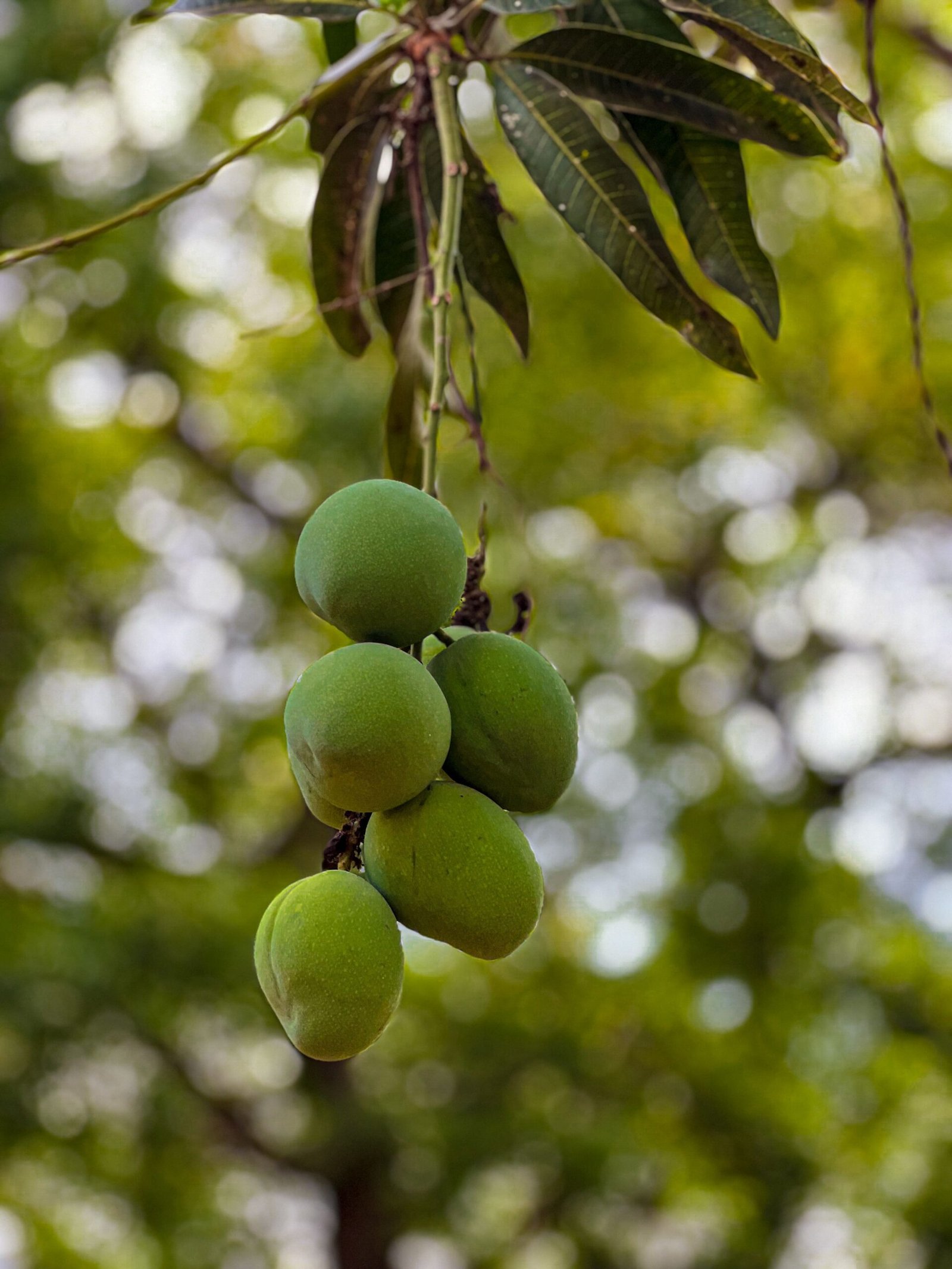 KARIKAR Katimon Mango Grafted Live Fruit Plant for Home Garden - Image 2