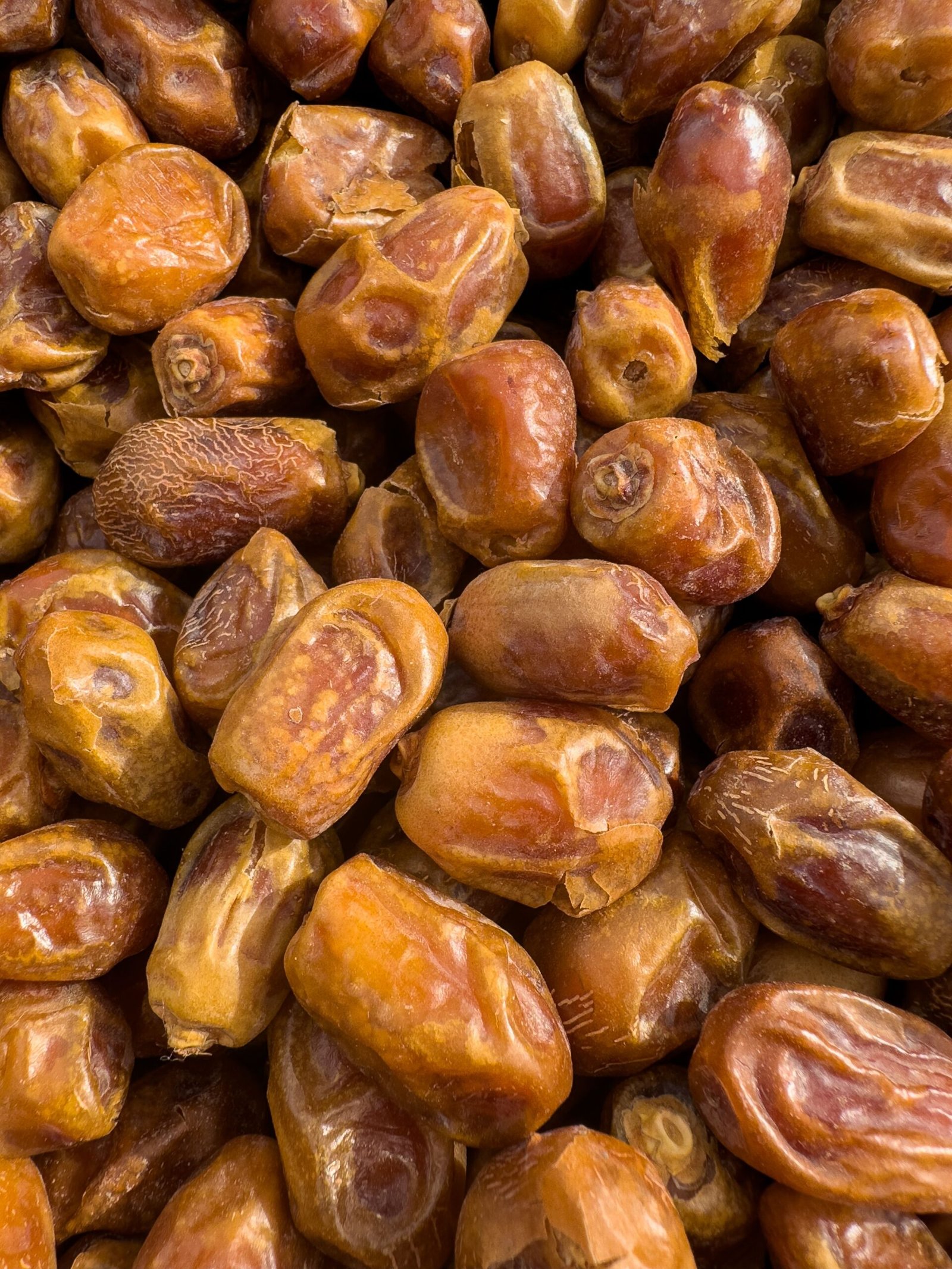 KARIKAR Kohinoor Date Palm Grafted Live Plant (Khejur), Tropical Palm Tree Plant for Home Garden - Image 2