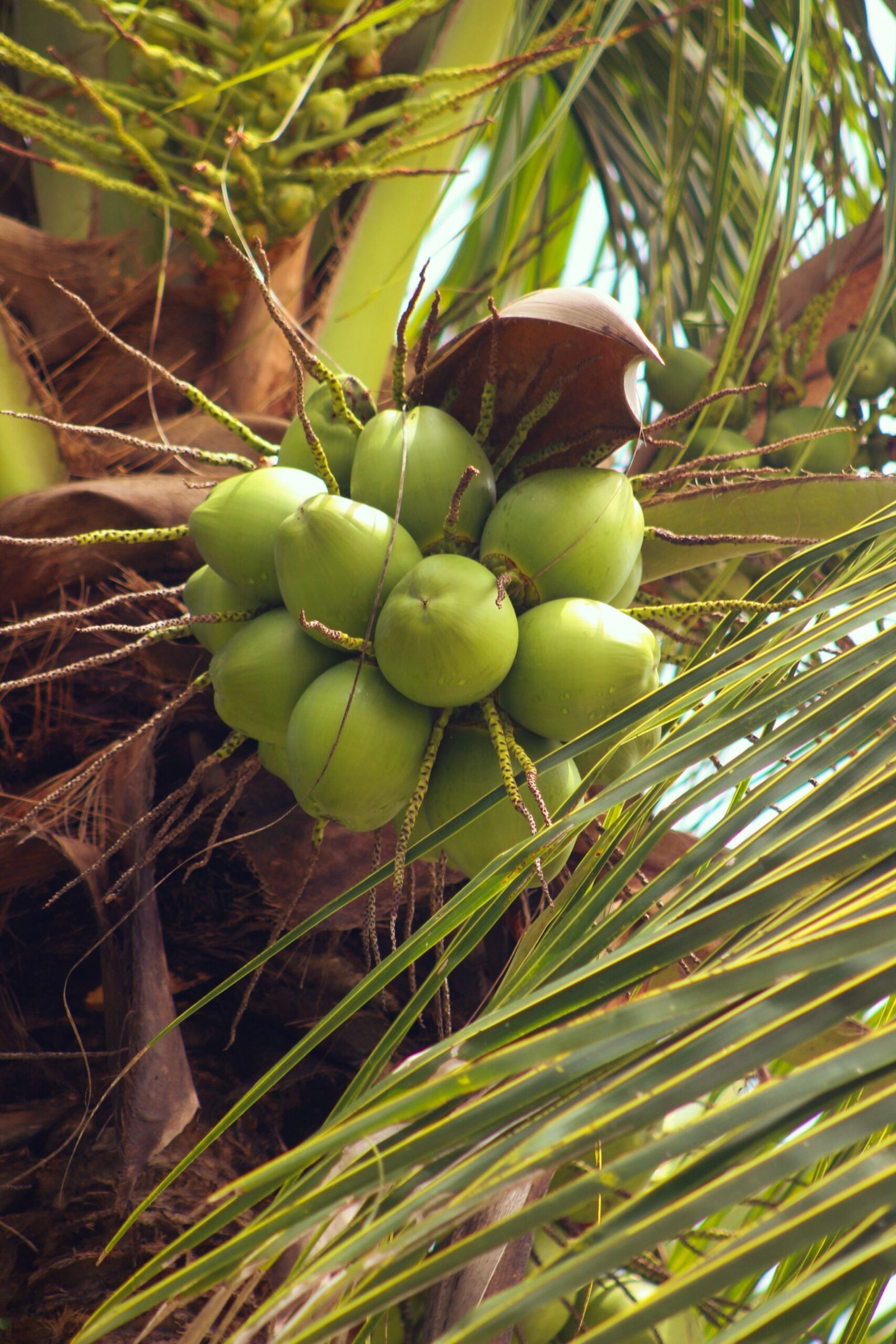 KARIKAR Malaysian White Dwarf Coconut Grafted Live Plant for Home Garden - Image 3