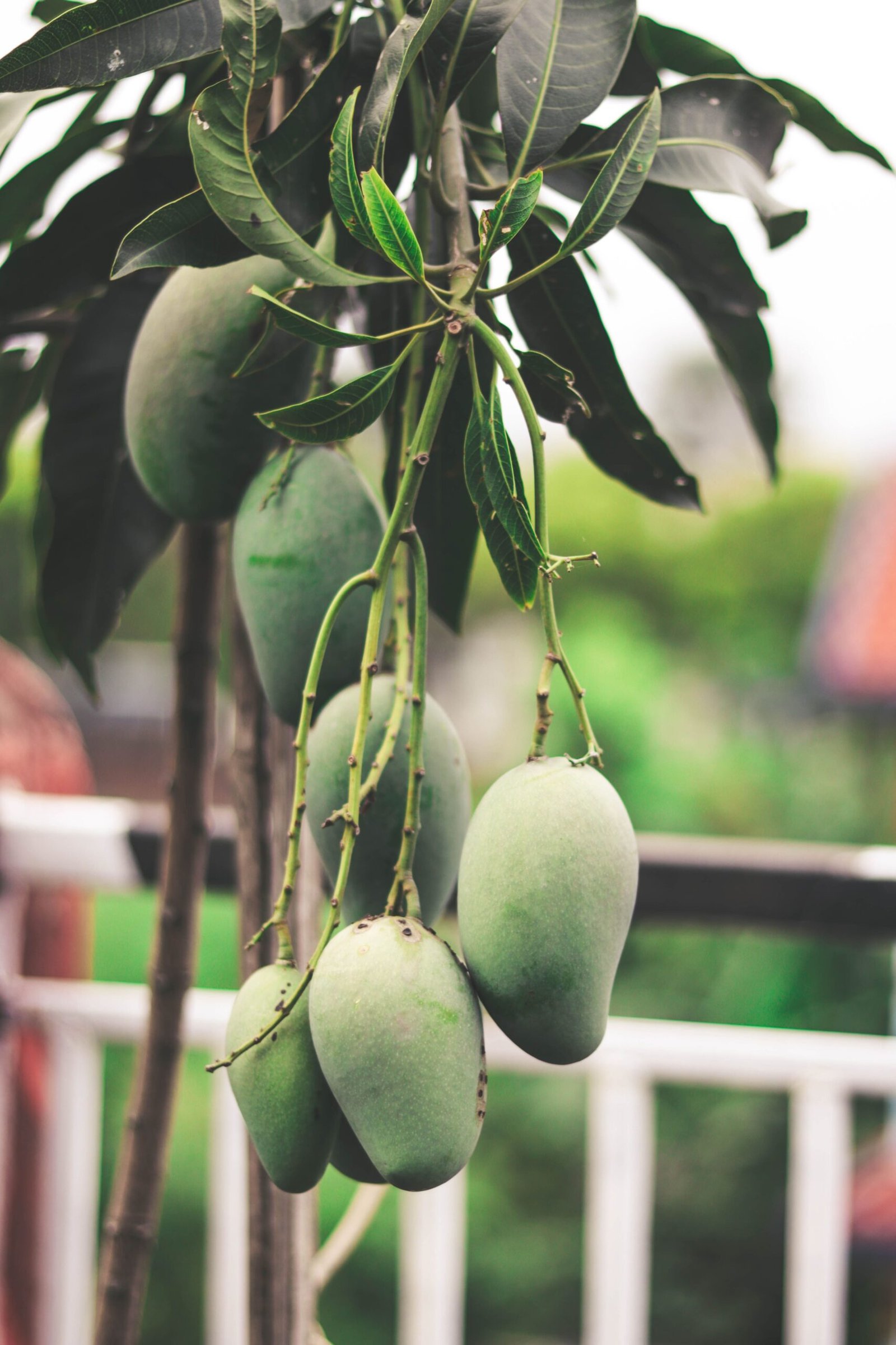 KARIKAR Kesar Mango Grafted Live Fruit Plant for Home Garden - Image 2