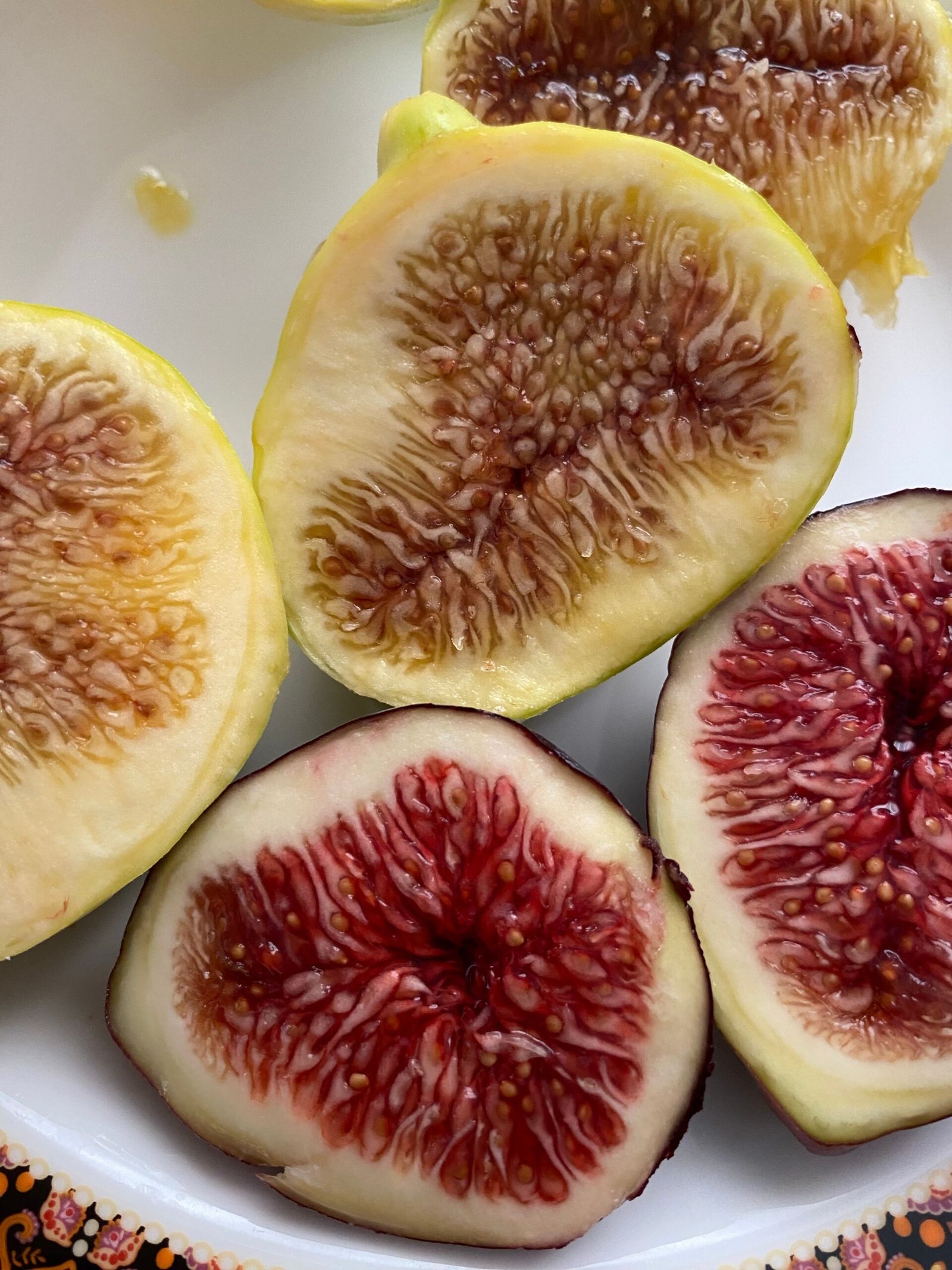 KARIKAR Turkey Fig Fruit Grafted Live Plant – Healthy Turkey Fig Plant for Home Garden - Image 2