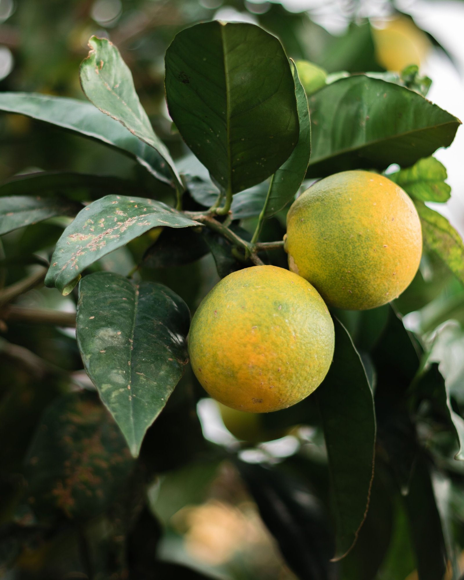 KARIKAR Mosambi Grafted Live Fruit Plant – Healthy Mosambi Tree Plant for Home Garden - Image 3