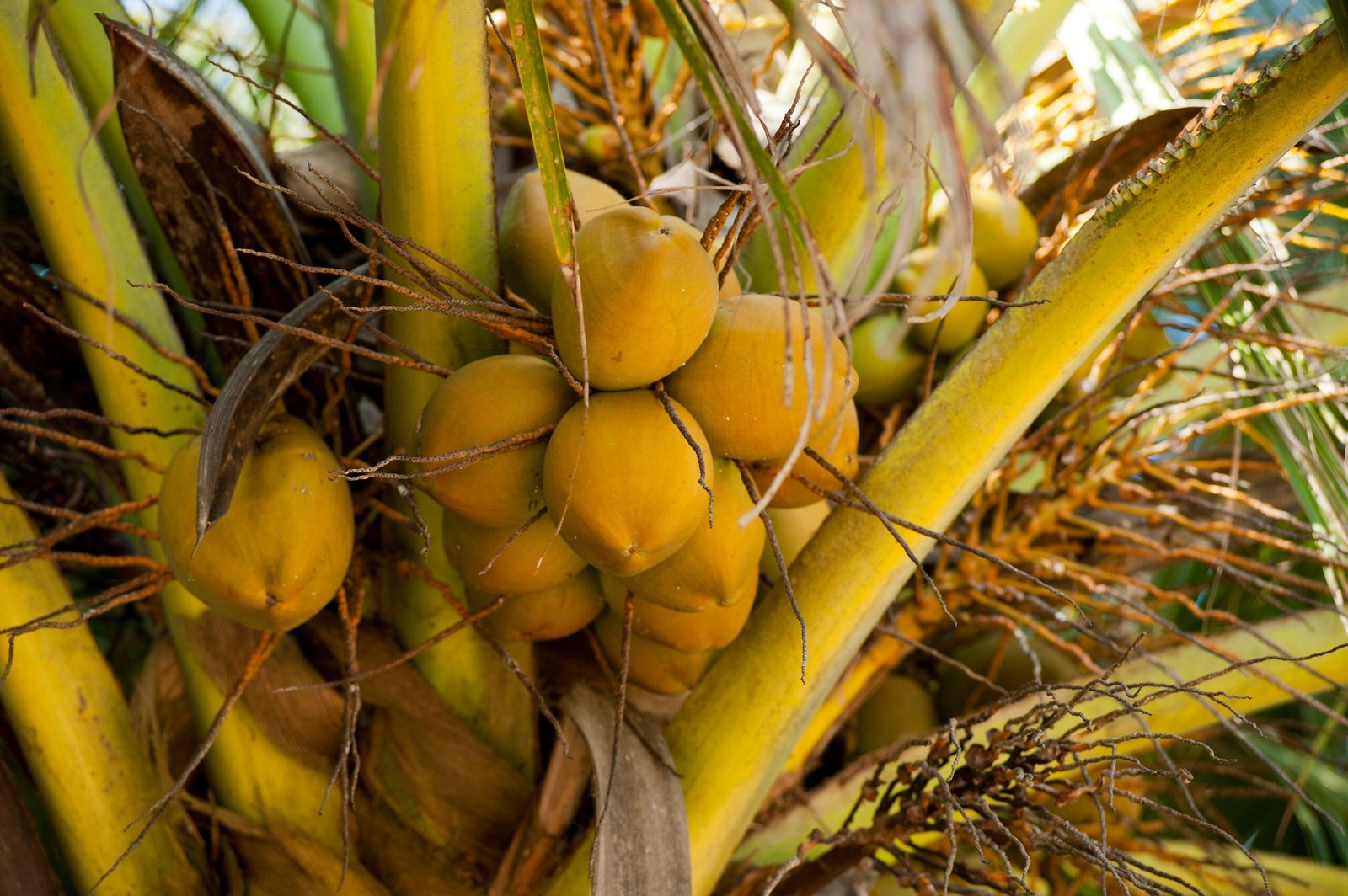 KARIKAR Yellow Golden Malay Dwarf Coconut Grafted Live Plant – Healthy Coconut Plant for Home Garden - Image 2