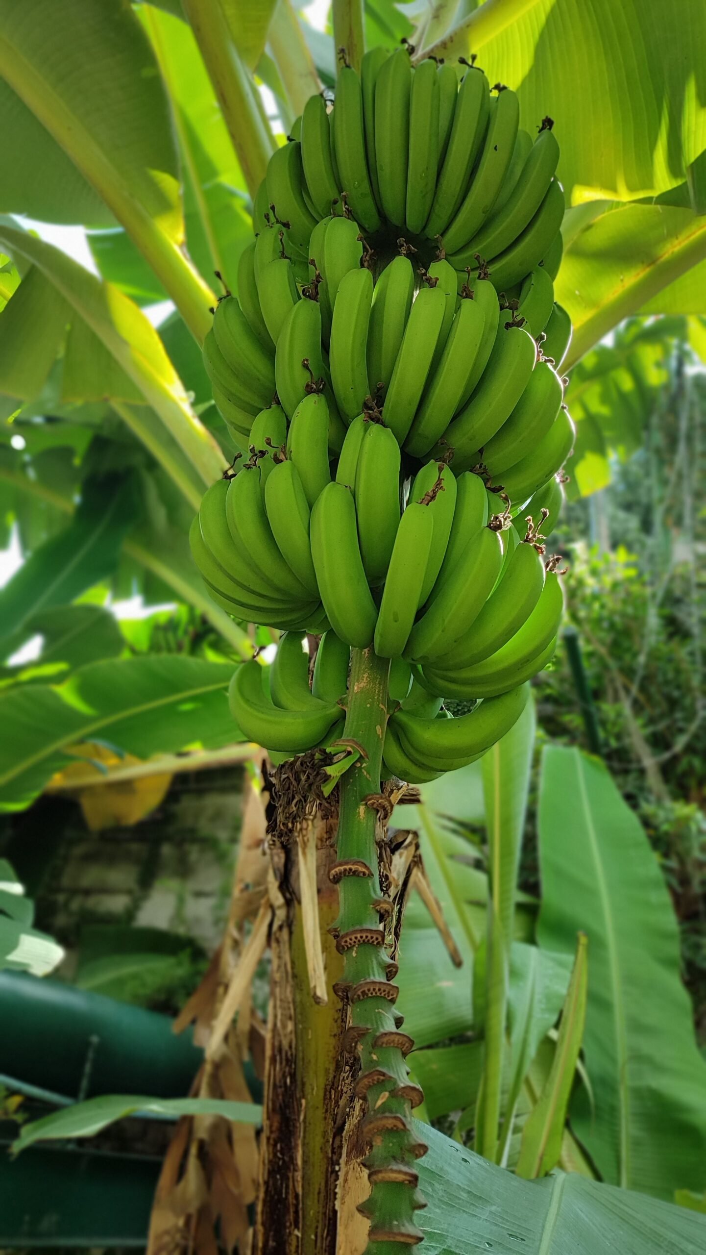KARIKAR Kanthali Banana grafted Live Plant, Healthy Kanthali Banana Fruit Plant for Home Garden - Image 2