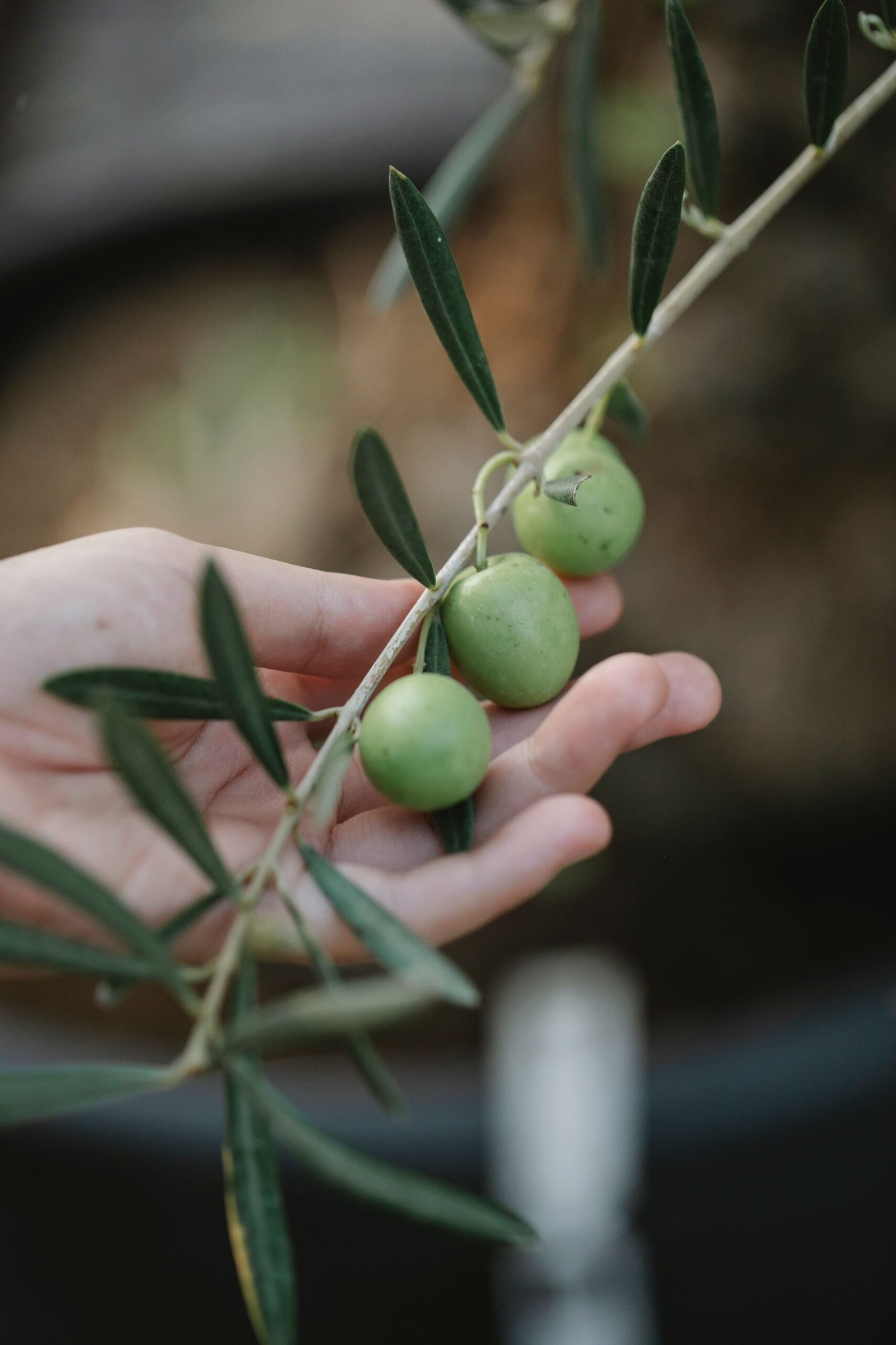 KARIKAR Sweet Indian Olive Grafted Live Plant for Home Garden - Image 2