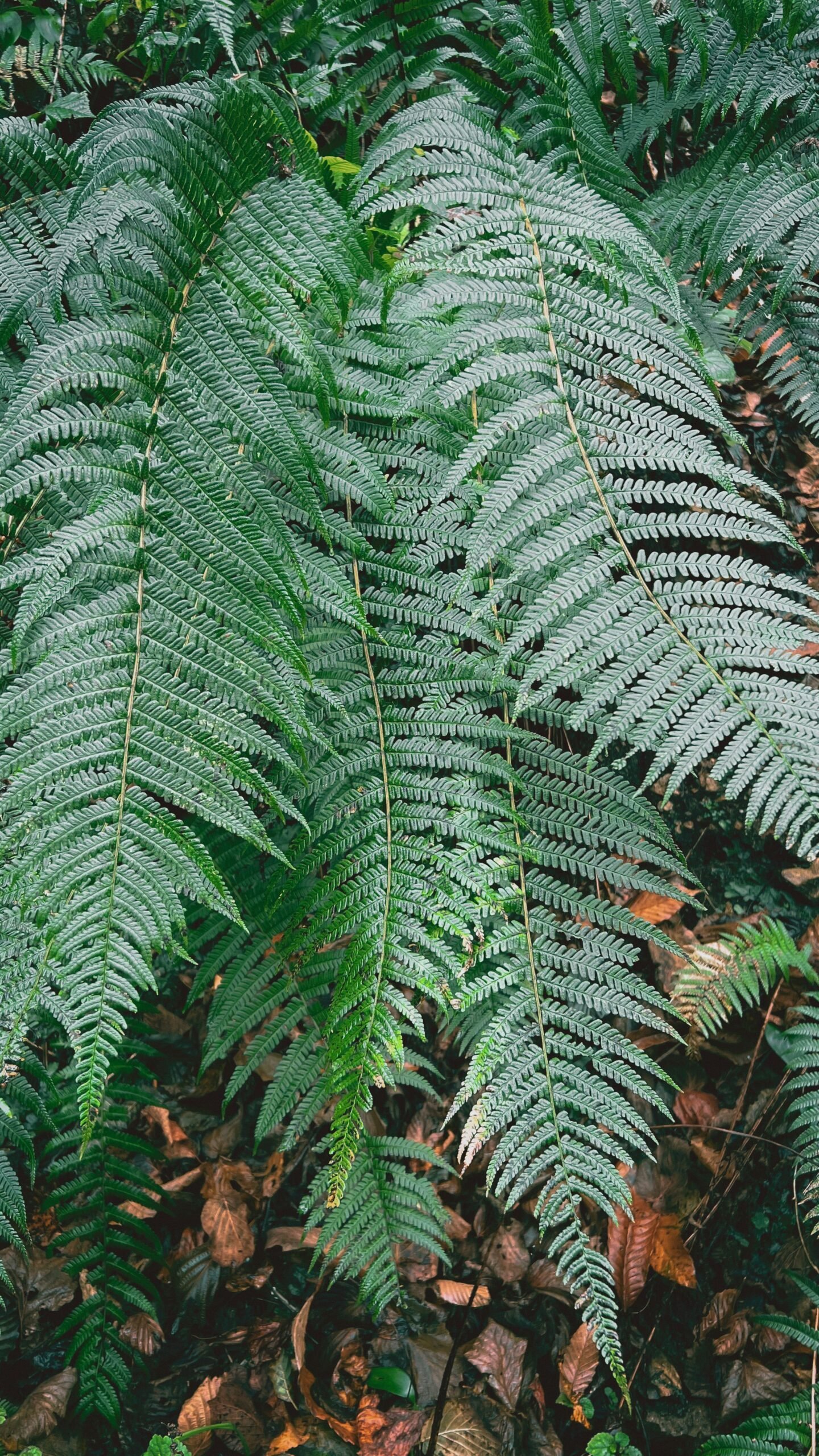 KARIKAR Silver Lady Grafted Live Fern Plant for Home Garden, Balcony, Terrace & Indoor Decoration - Image 2