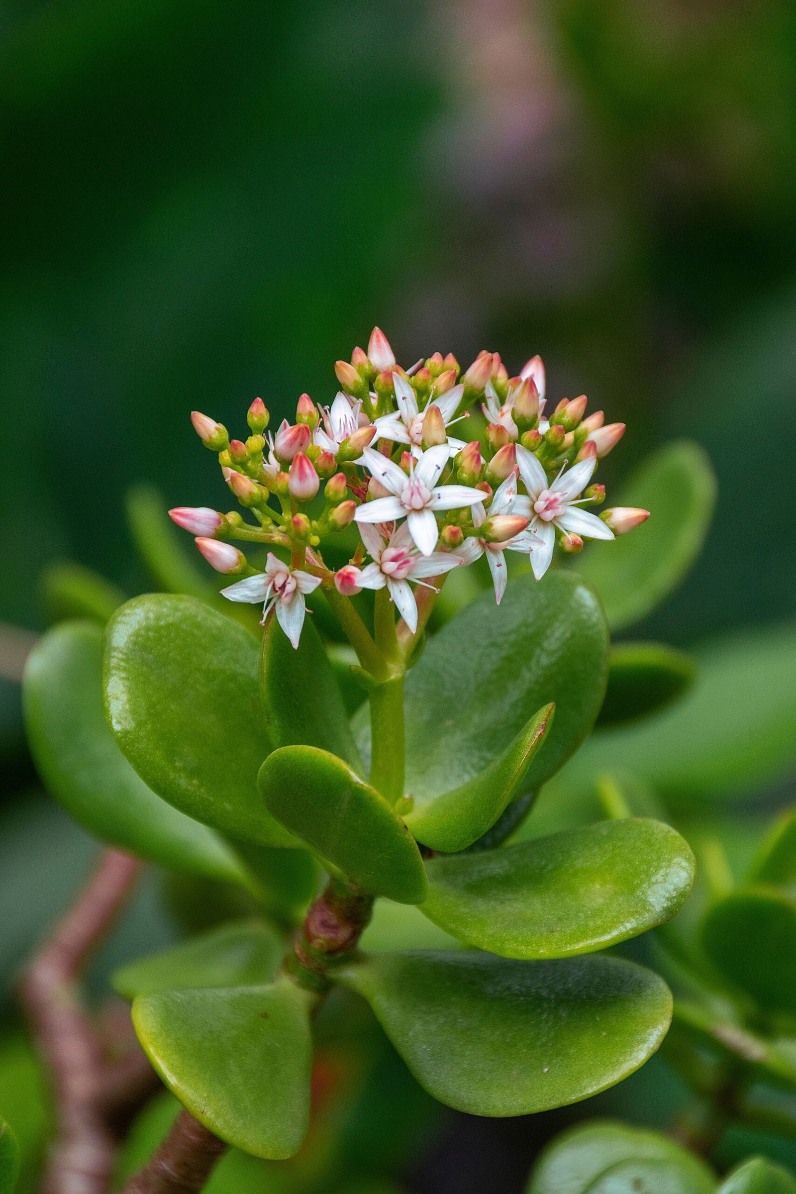 KARIKAR Crassula Grafted Live Succulent Plant for Home Indoor, Office, Balcony and Garden Décor - Image 2
