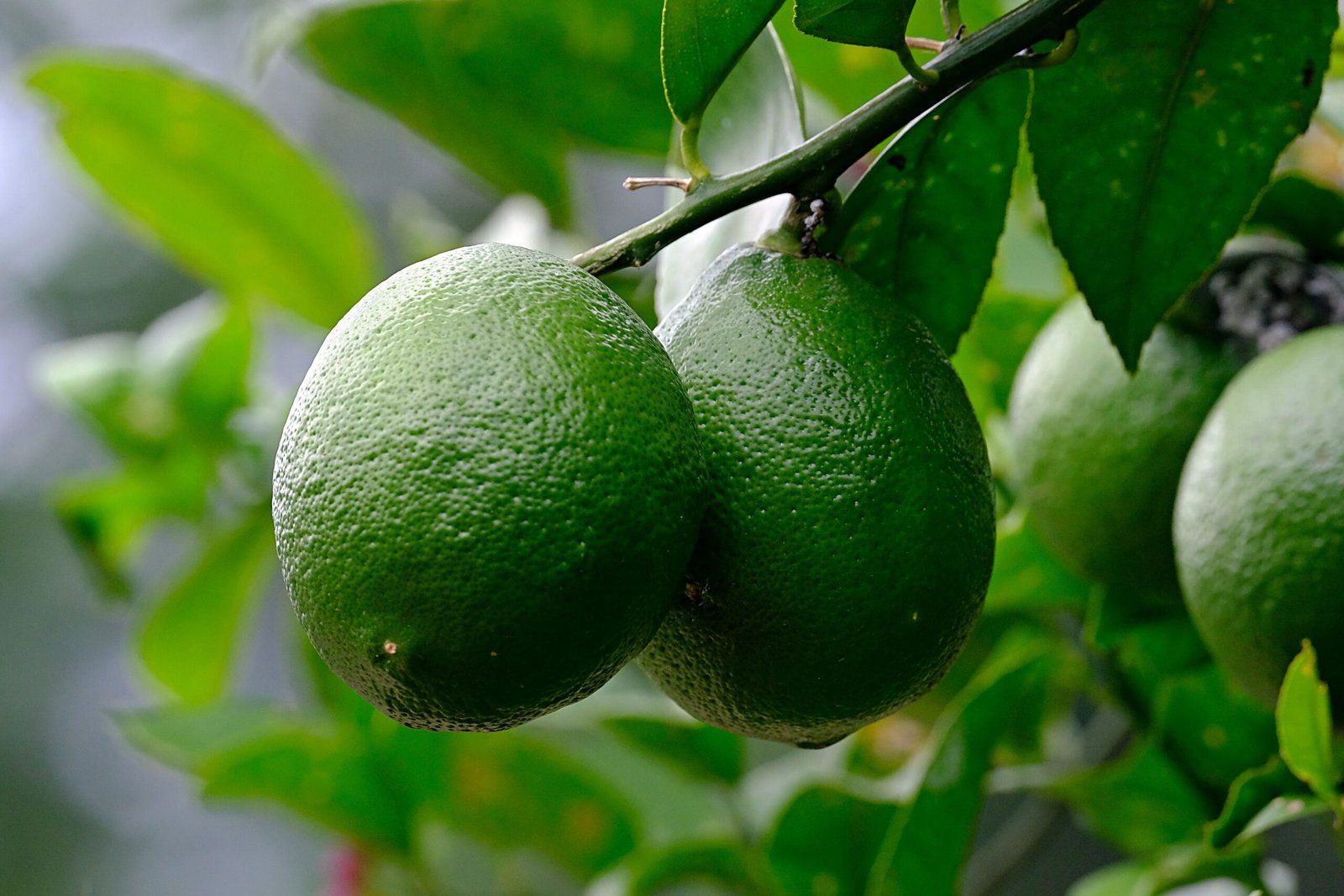 KARIKAR Green Meyer Lime Grafted Live Fruit Plant for Home Garden - Image 2