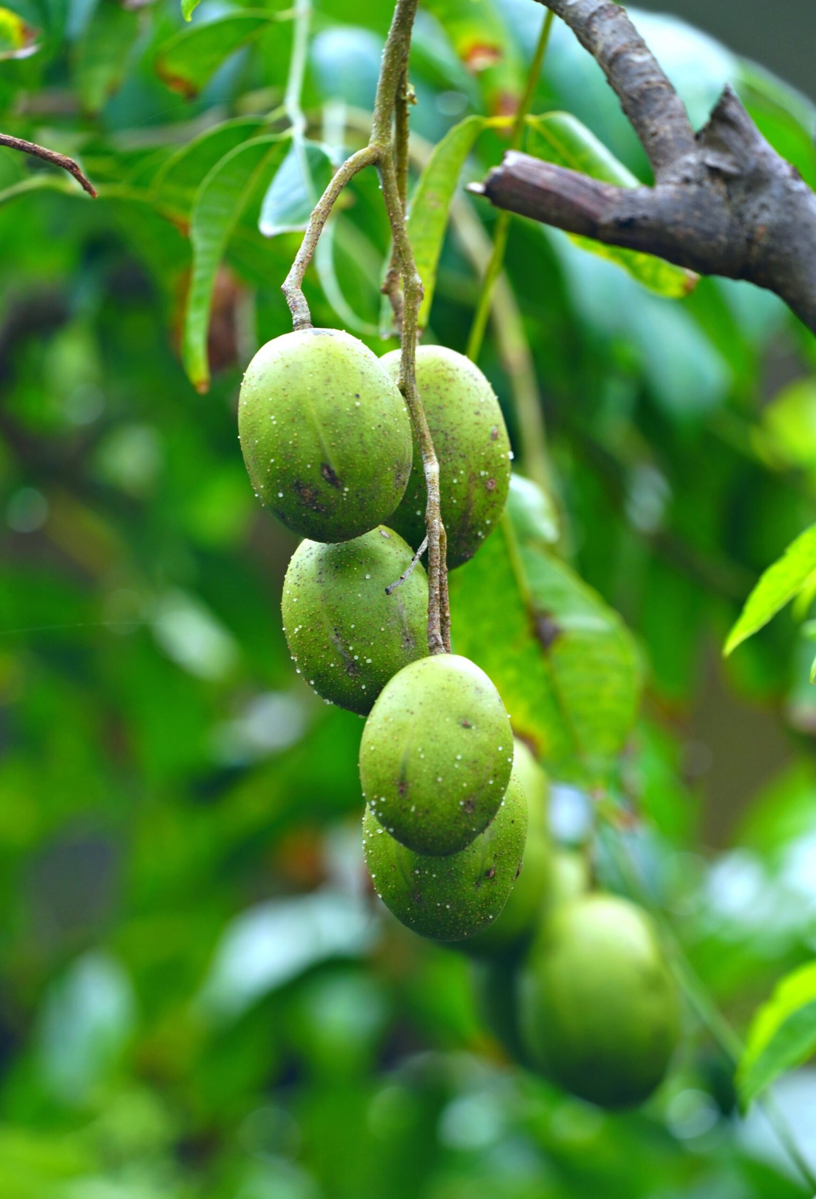 KARIKAR Thai All Time/Baramasi Hog Plum Grafted Live Fruit Plant – Healthy Hog Plum Tree Plant for Home Garden - Image 3