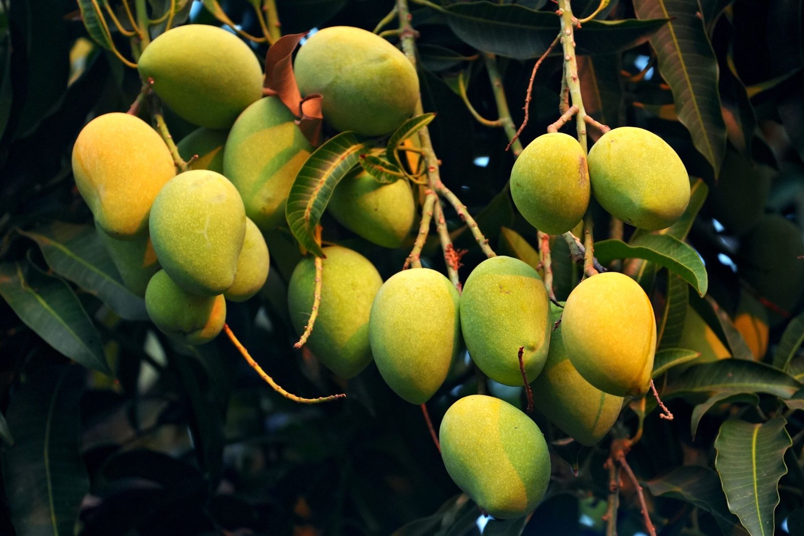 KARIKAR R2E2 Mango Grafted Live Fruit Plant – Healthy Green Mango Plant for Home Garden - Image 2
