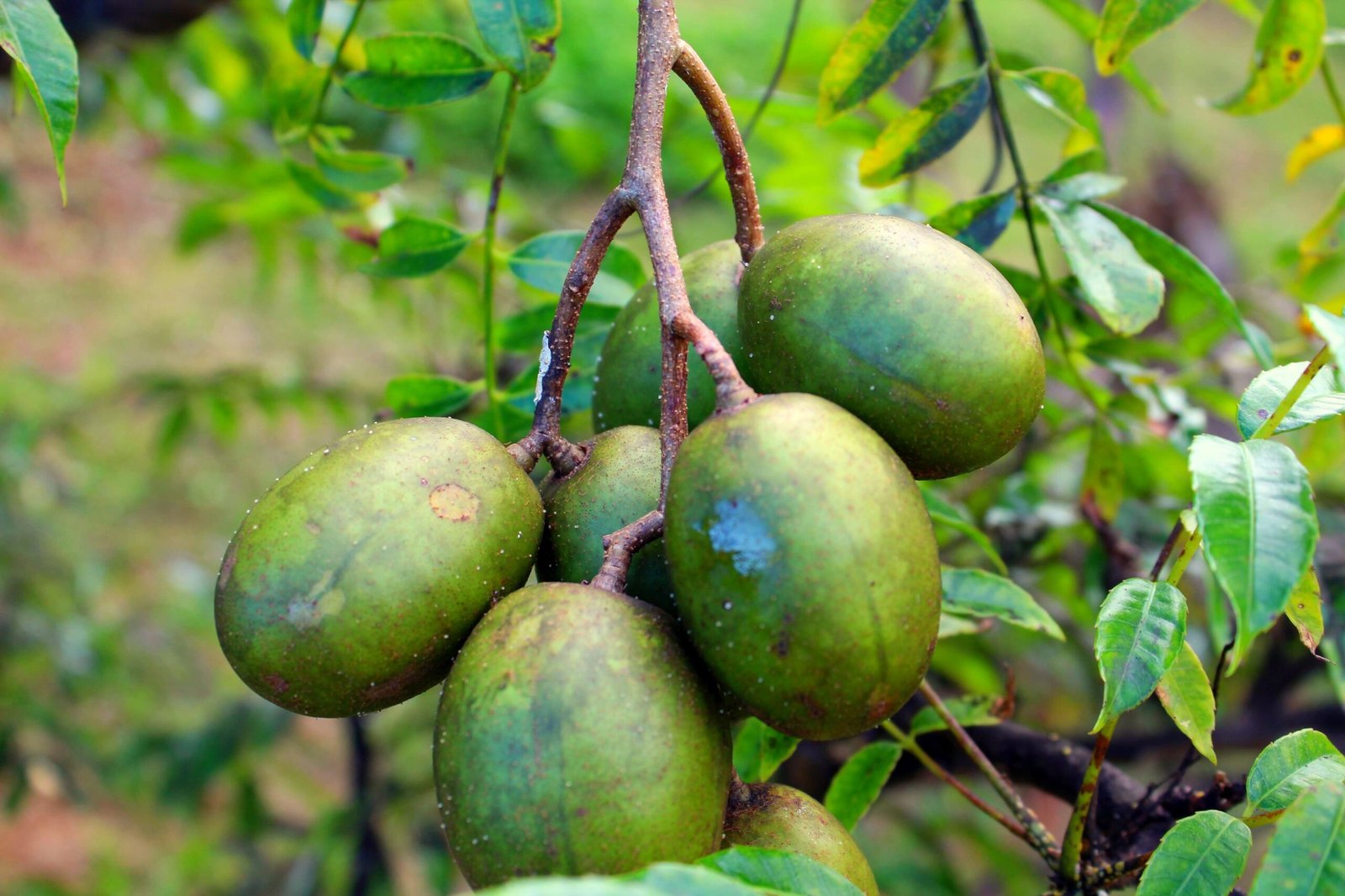 KARIKAR All Time/Baramasi Hog Plum Grafted Live Plant for Home Garden - Image 3