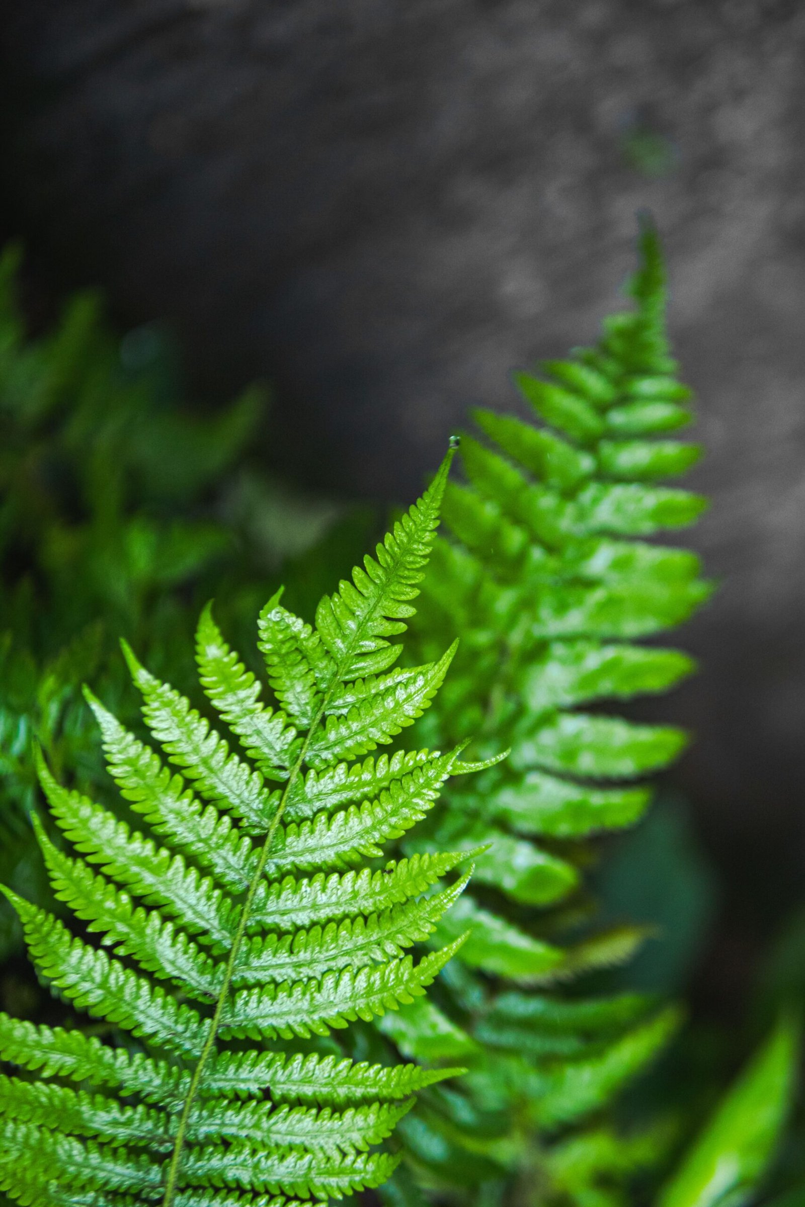 KARIKAR Boston Green Grafted Live Fern Plant for Home Indoor, Office, Balcony & Garden Decor - Image 2