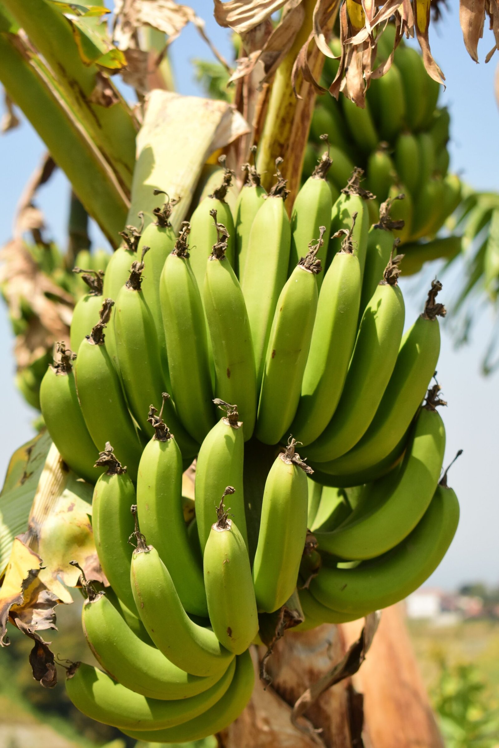 KARIKAR Kanthali Banana grafted Live Plant, Healthy Kanthali Banana Fruit Plant for Home Garden - Image 3