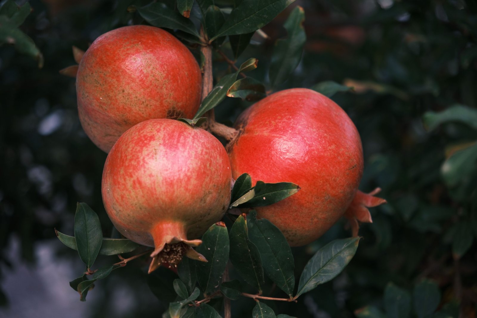 KARIKAR Red Dwarf Pomegranate Grafted Live Fruit Plant for Home Garden - Image 2