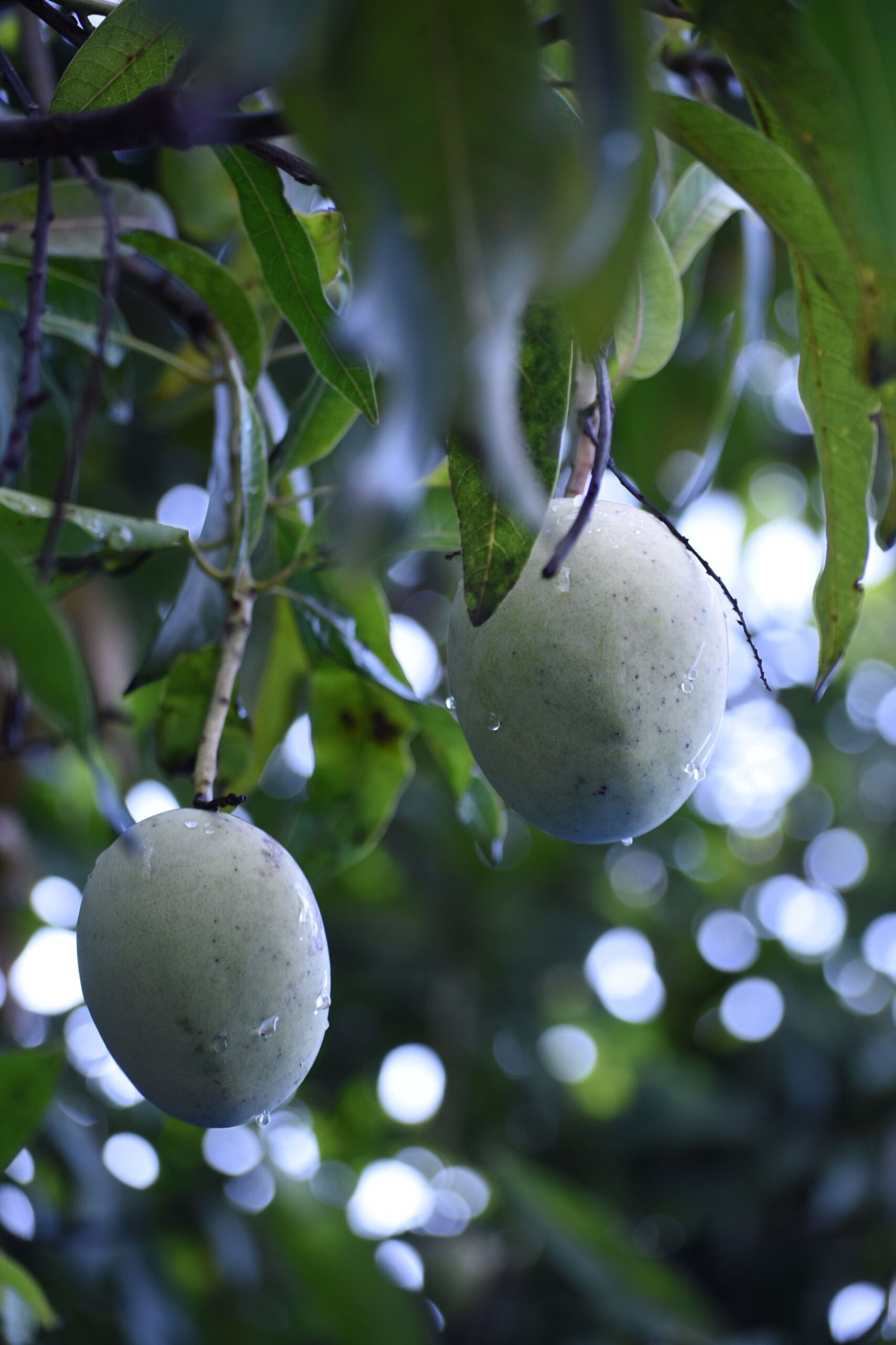 KARIKAR Himsagar Mango Grafted Live Fruit Plant for Home Garden - Image 2
