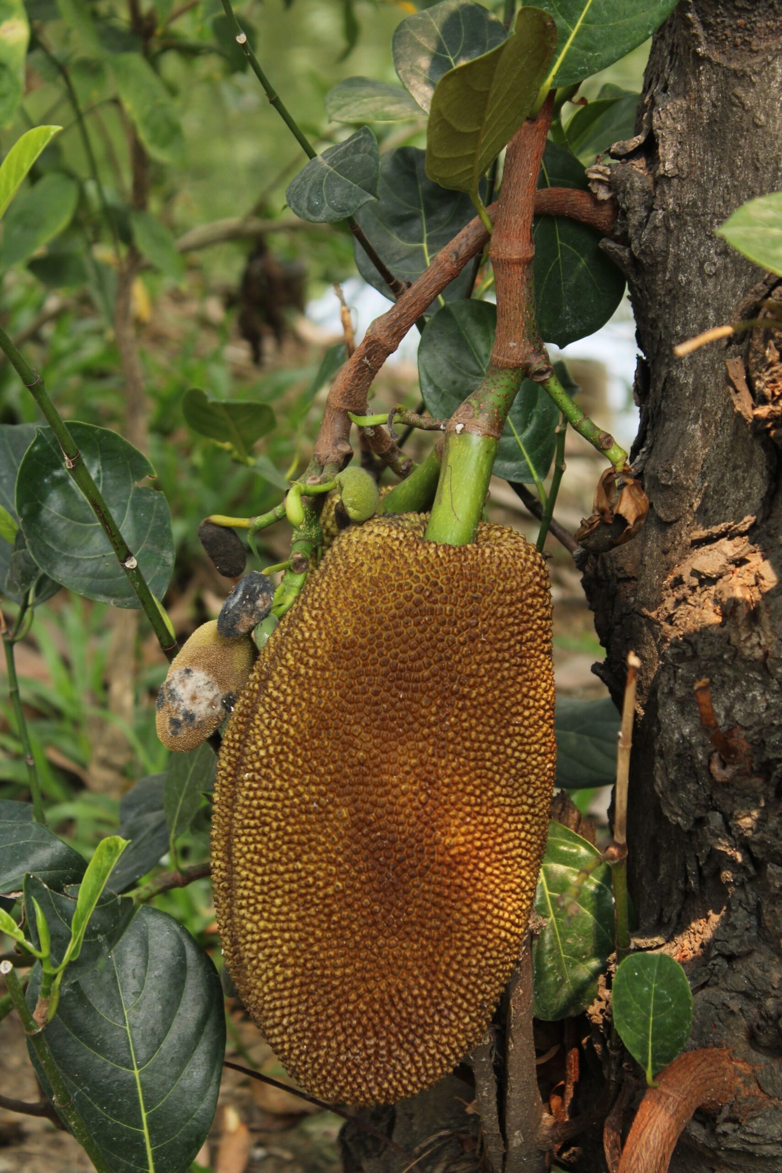KARIKAR Pink All Time Jackfruit Grafted Live Fruit Plant – Healthy Jackfruit Tree Plant for Home Garden - Image 3