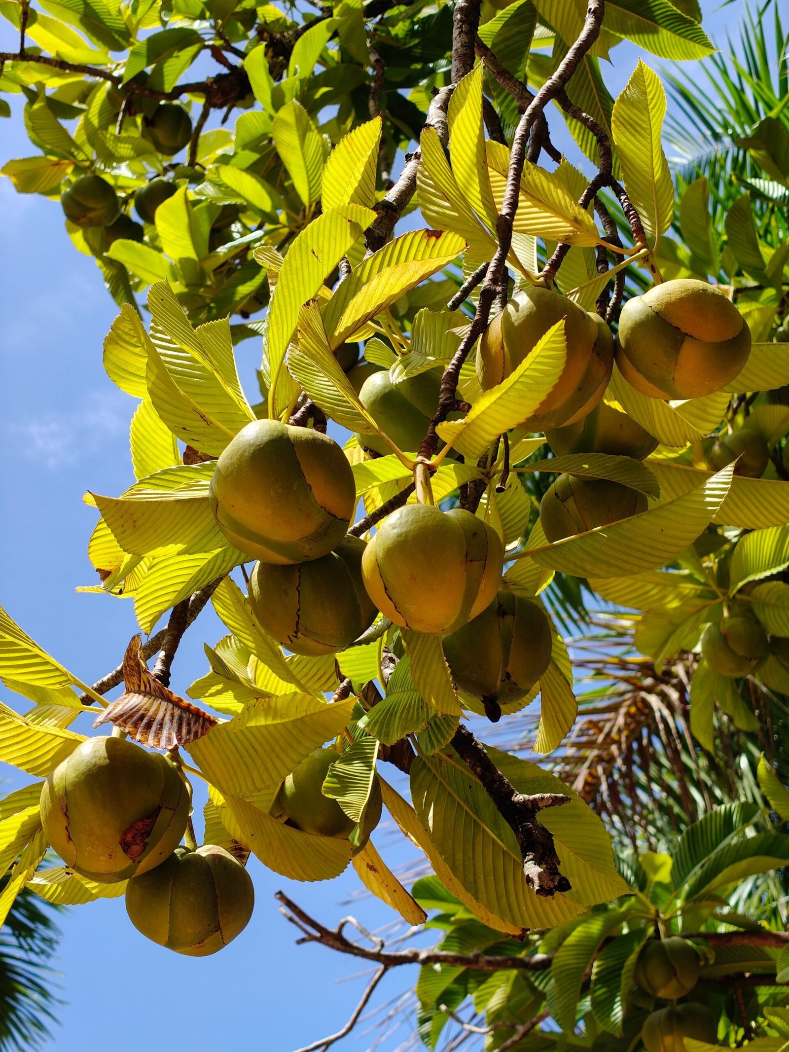 KARIKAR Santol Grafted Live Plant, Santol Tree Plant for Home Garden - Image 3