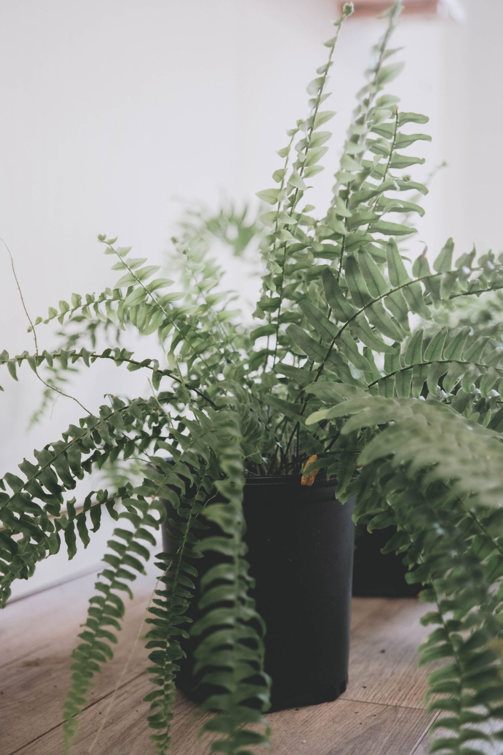 KARIKAR Boston Green Grafted Live Fern Plant for Home Indoor, Office, Balcony & Garden Decor - Image 3