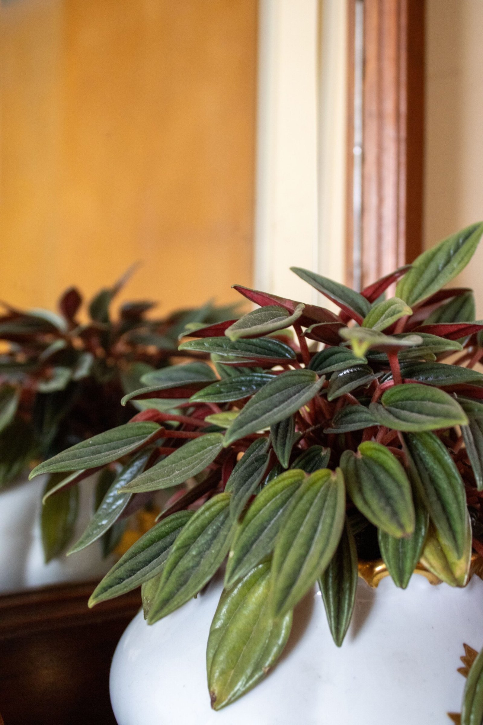 KARIKAR Peperomia Red Luna Grafted Live Fern Plant for Home Indoor, Office, Balcony & Garden Decoration - Image 2