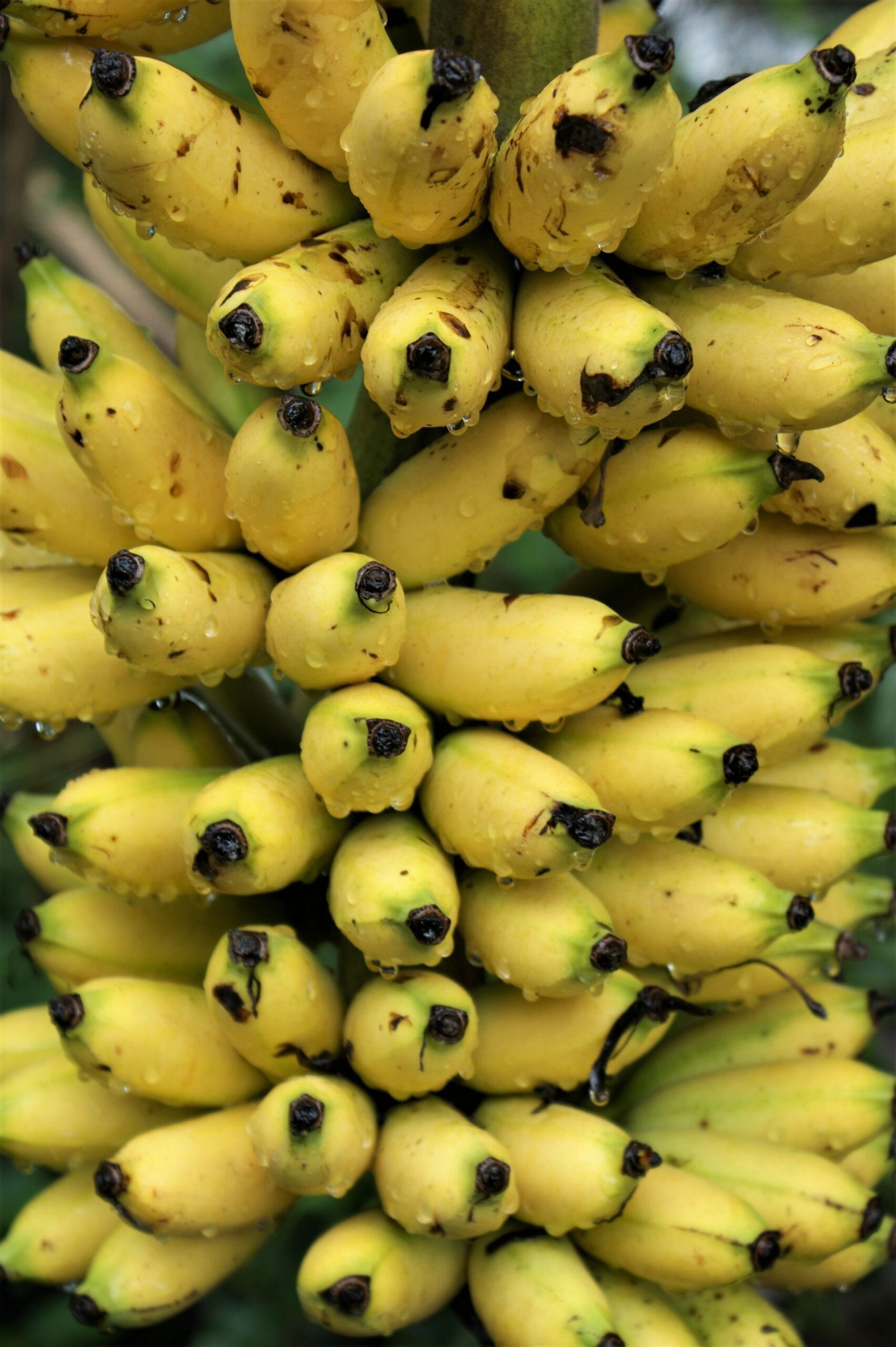 KARIKAR Seeded Banana(Bichi Kola) Grafted Live Plant for Home Garden - Image 3