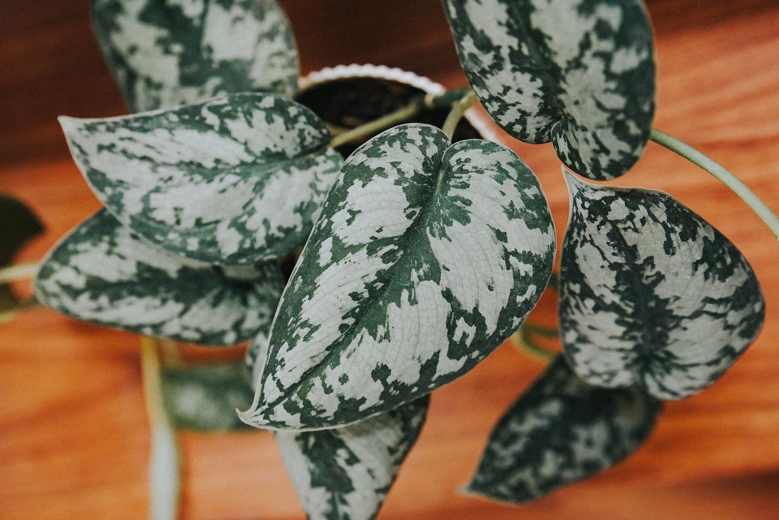 KARIKAR Silver Money Grafted Live Fern Plant for Home Indoor & Office Decoration - Image 2