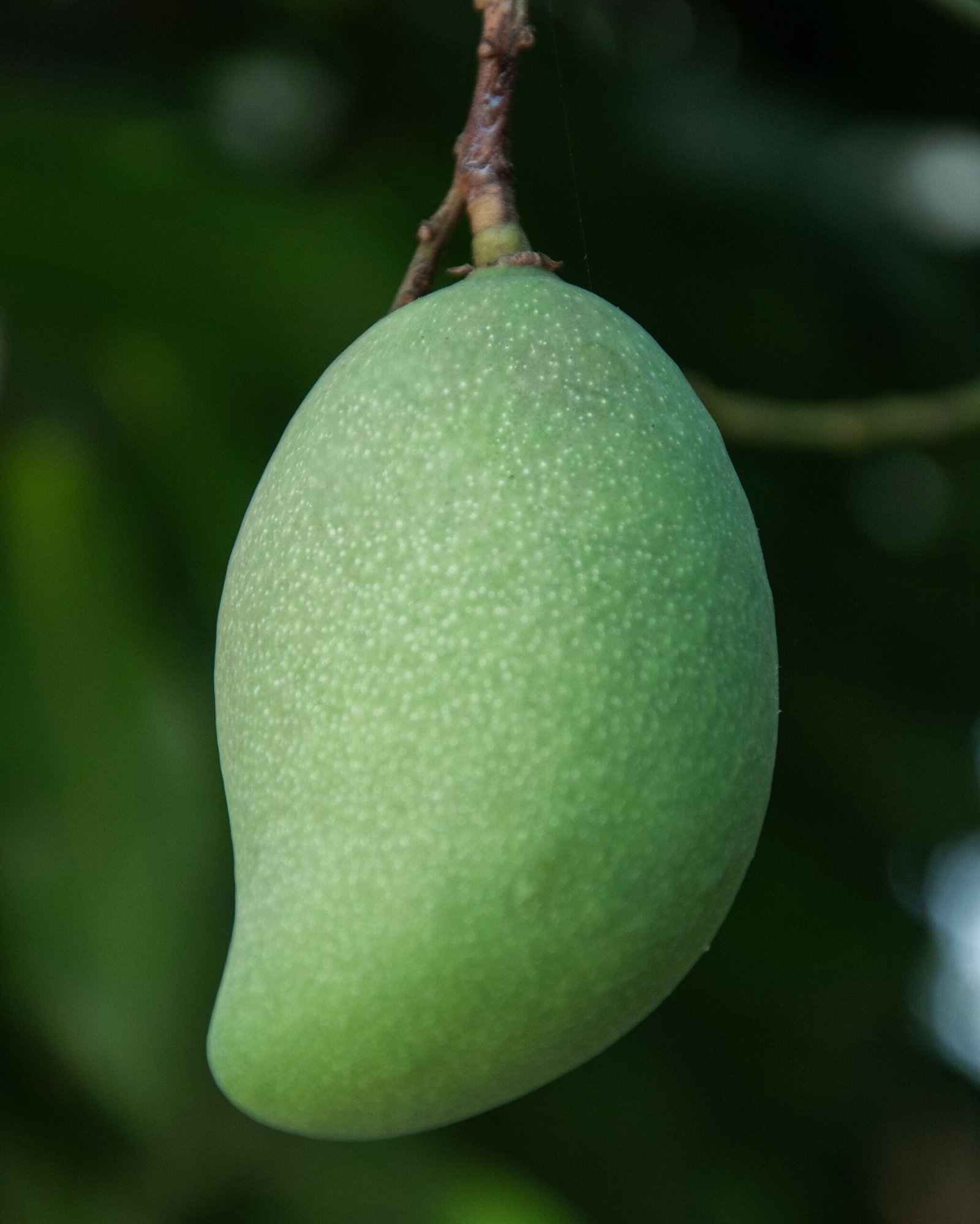 KARIKAR EC-4 Mango Grafted Live Fruit Plant – Healthy Mango Tree Plant for Home Garden - Image 2