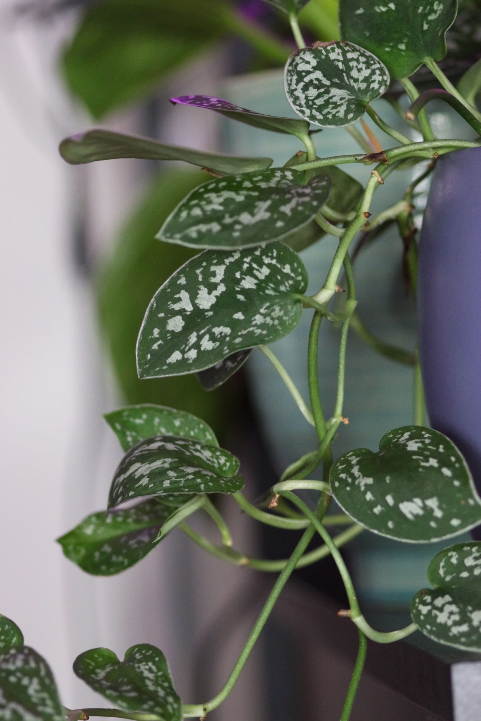 KARIKAR Silver Money Grafted Live Fern Plant for Home Indoor & Office Decoration - Image 3
