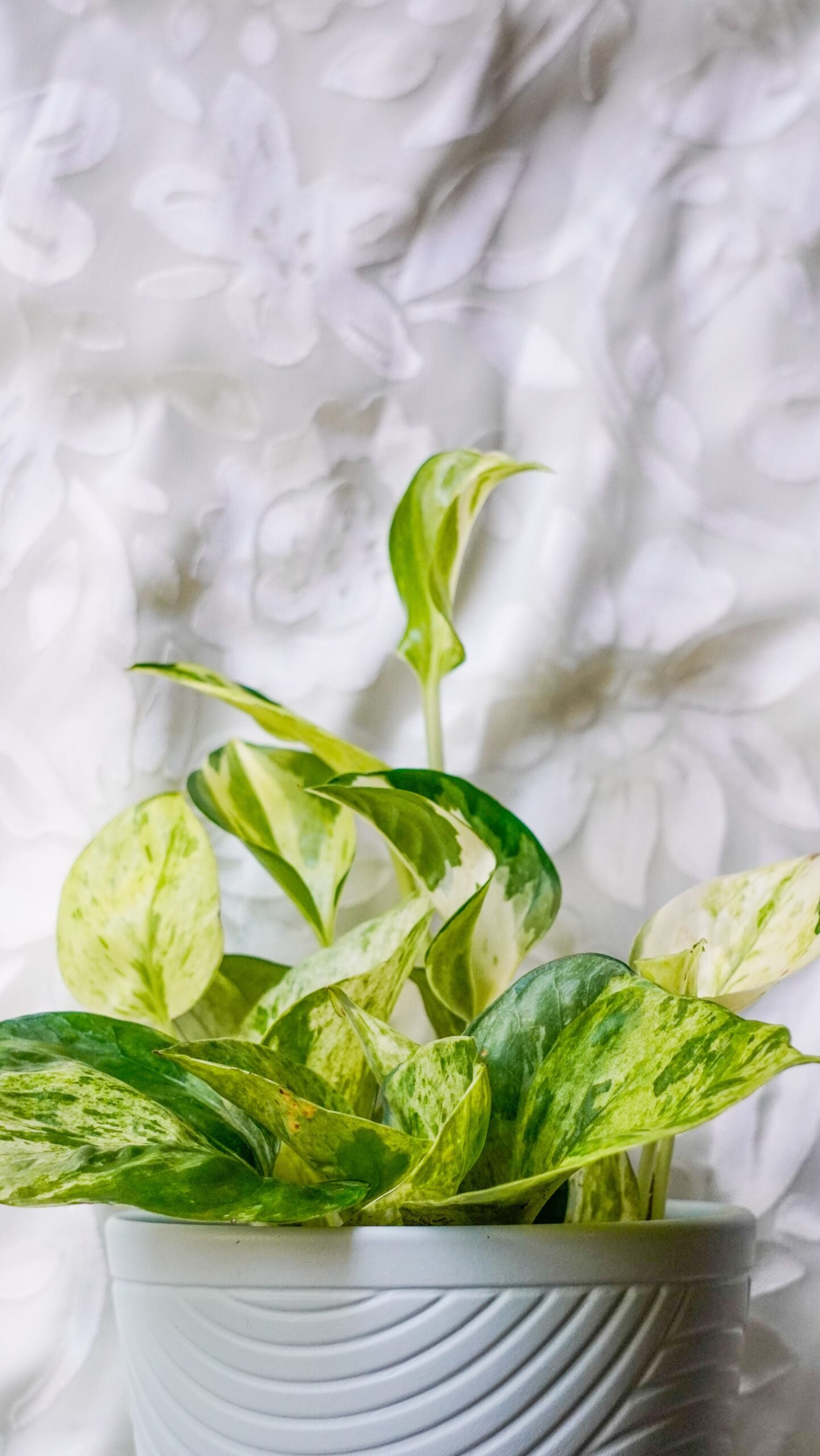 KARIKAR Money Plant / Epipremnum Aureum Grafted Live Succulent Plant for Home Indoor & Office Decor - Image 3