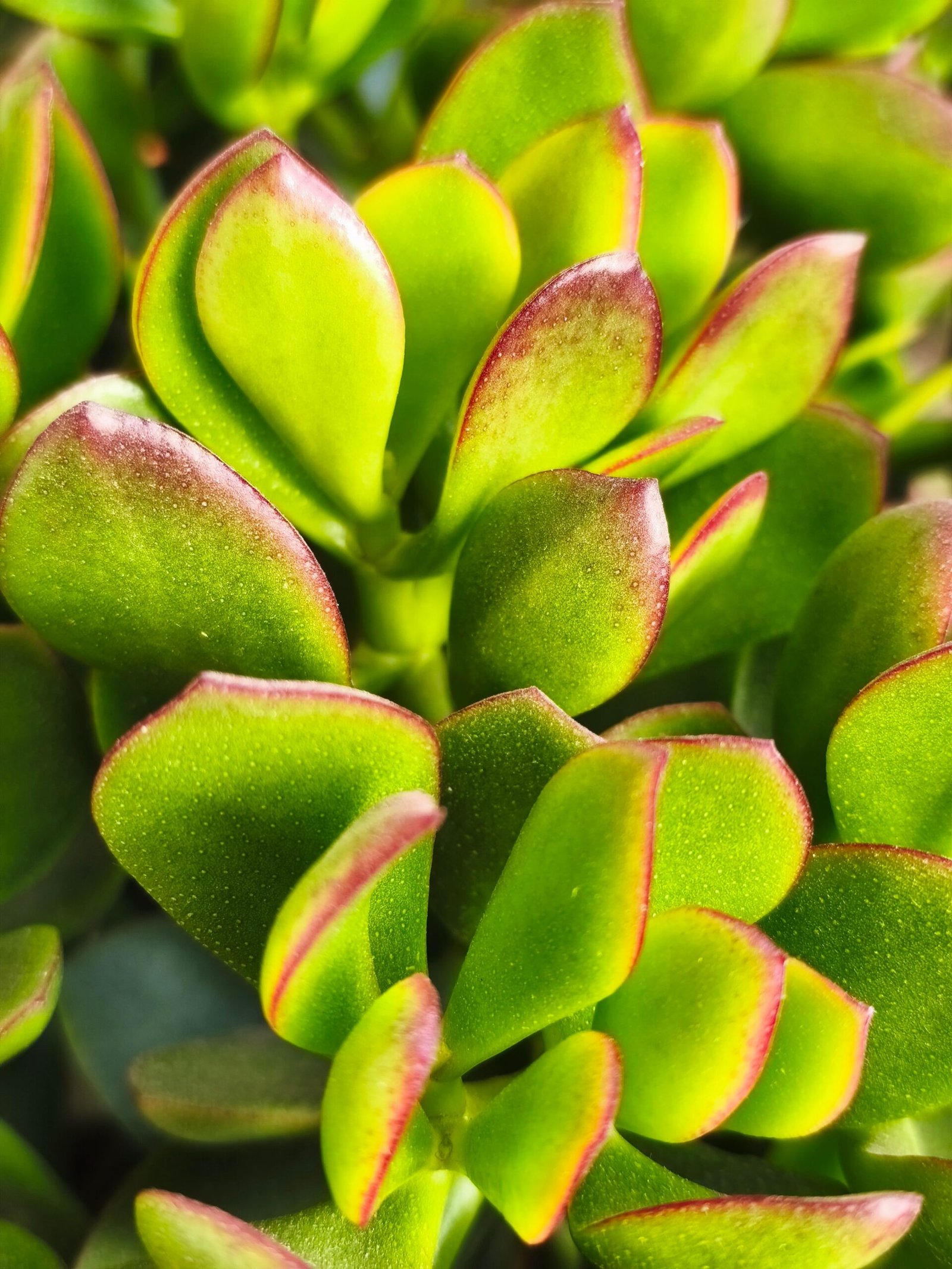 KARIKAR Jade Plant / Crassula Ovata Grafted Live Succulent Plant for Home Indoor, Office, Balcony and Garden Décor - Image 2