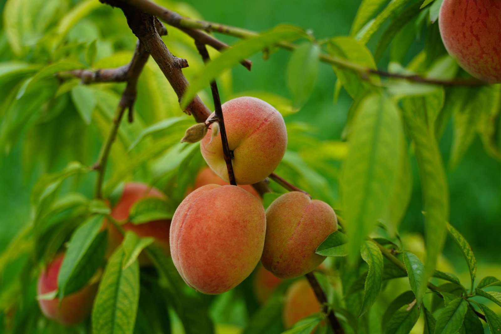 KARIKAR Peach Grafted Live Fruit Plant for Home Garden - Image 2