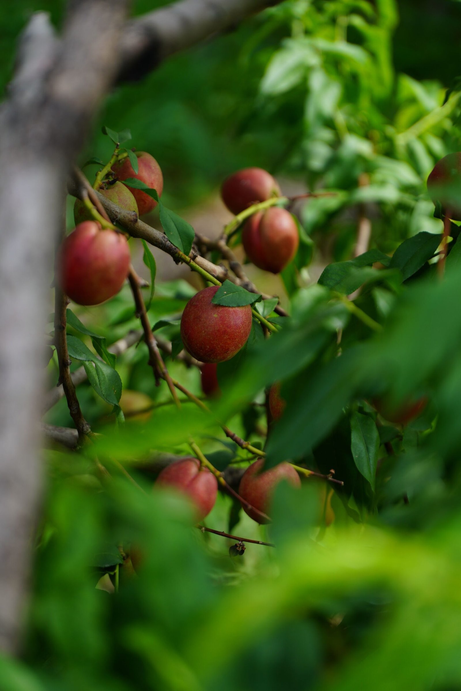 KARIKAR M-16 Jujube Grafted Live Fruit Plant – Healthy Ber Tree Plant for Home Garden - Image 2