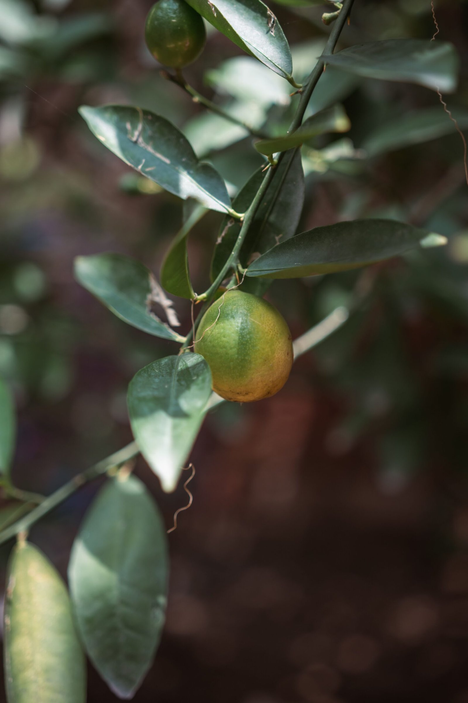 KARIKAR Mosambi Grafted Live Fruit Plant – Healthy Mosambi Tree Plant for Home Garden - Image 2
