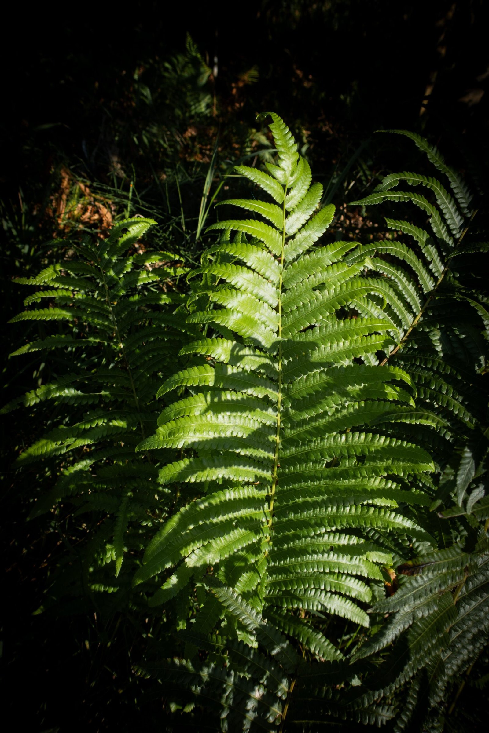 KARIKAR Silver Fern Grafted Live Fern Plant for Home Garden, Balcony, Terrace & Indoor Decoration - Image 2