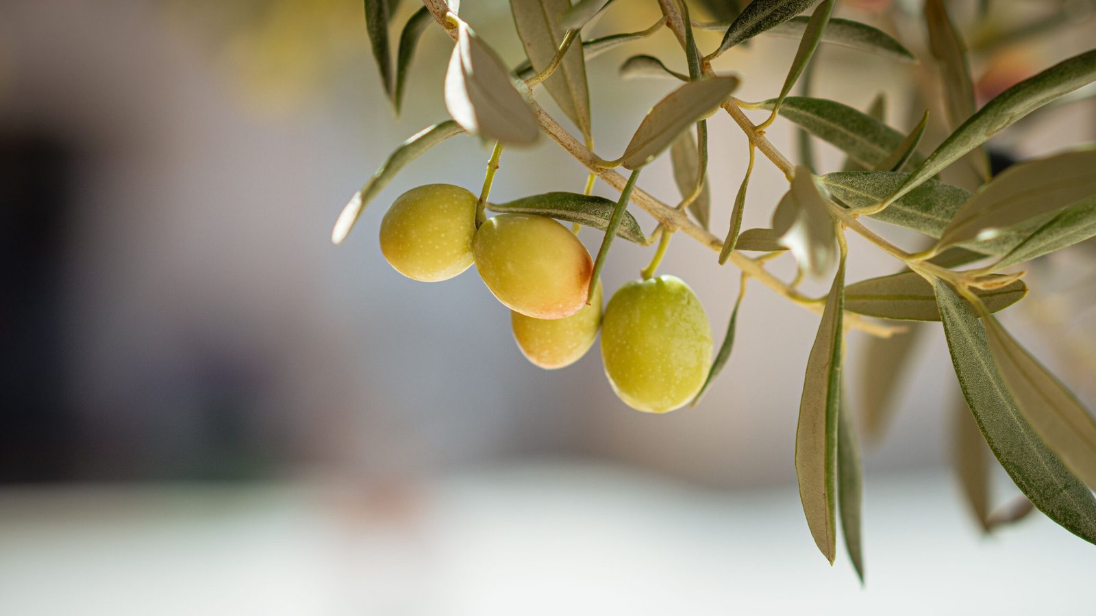 KARIKAR All Time Indian Olive Grafted Live Plant for Home Garden - Image 3