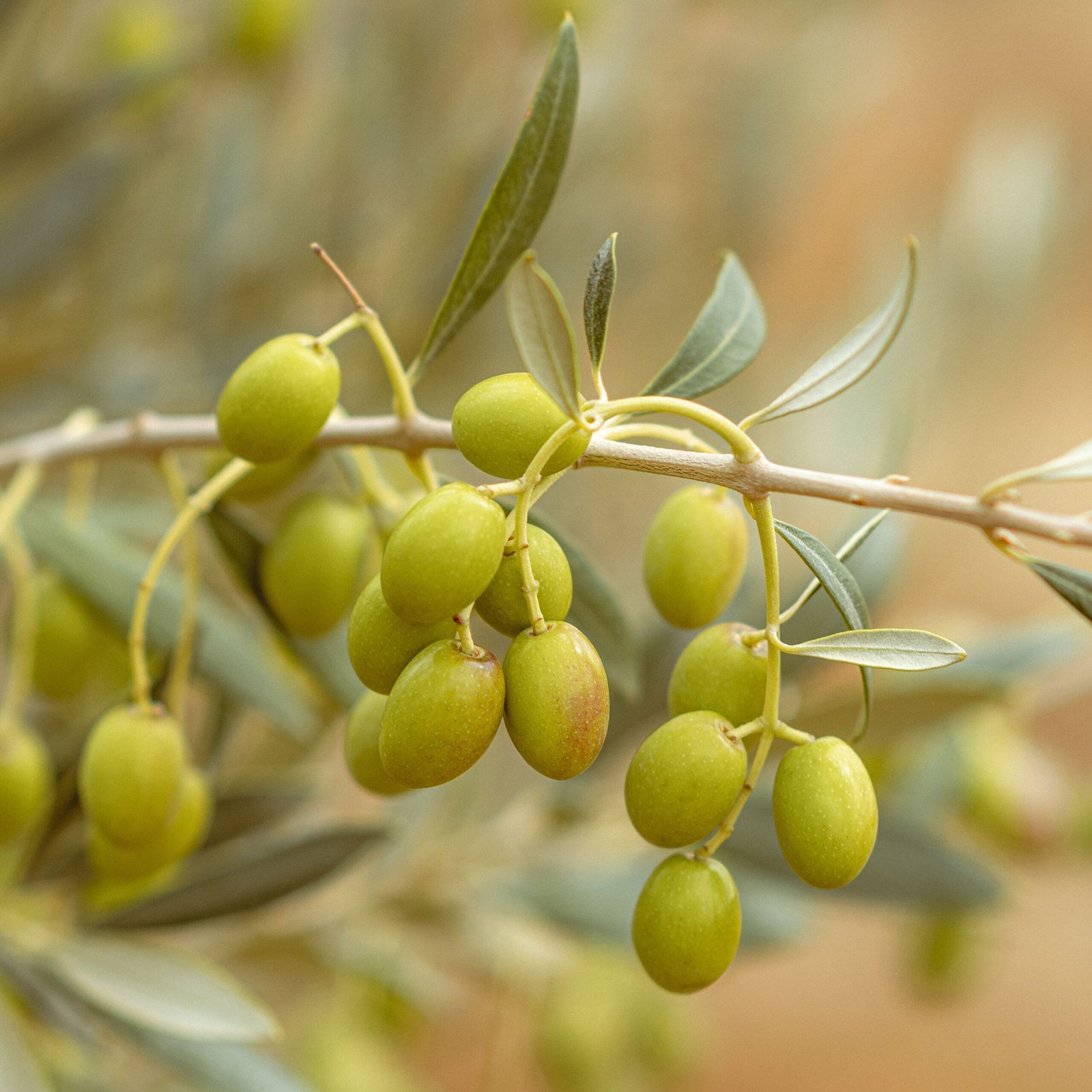 KARIKAR Sour Indian Olive Grafted Live Plant for Home Garden - Image 3