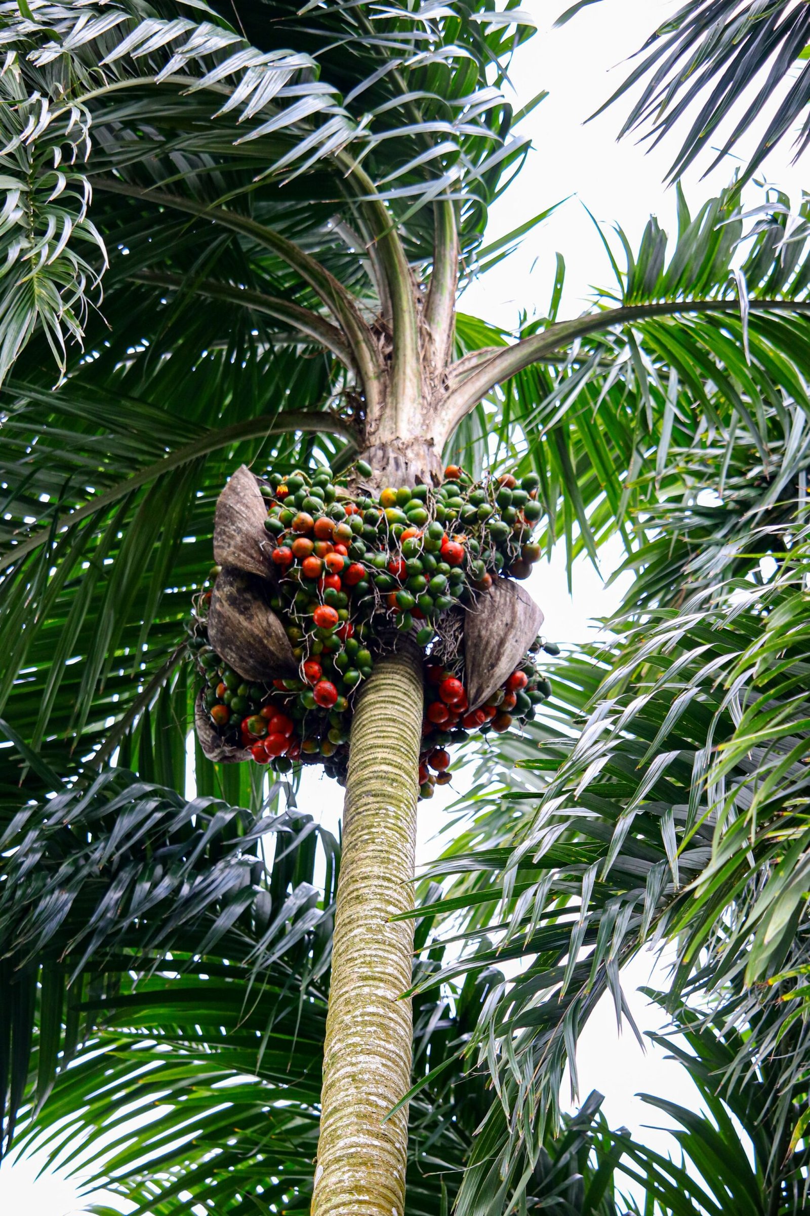 KARIKAR Inter Mangala Betel Nut(Supari Palm) Grafted Live Plant For Home Garden - Image 2