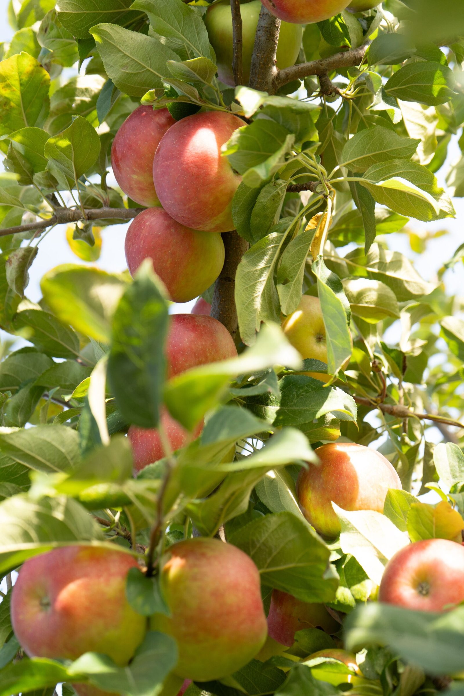 KARIKAR Kashmiri Apple Grafted Live Fruit Plant for Home Garden - Image 2