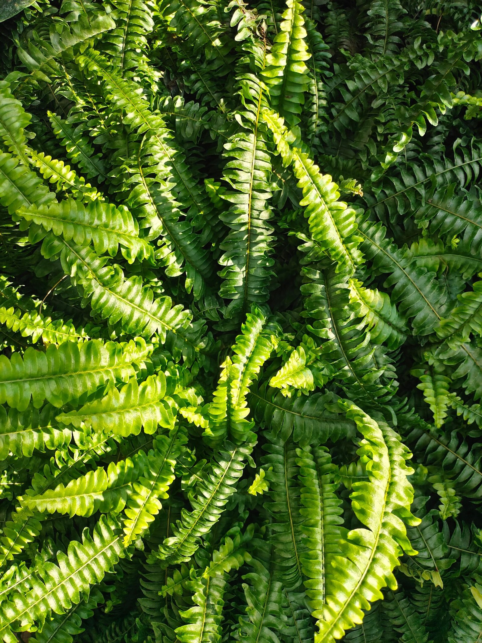 KARIKAR Button Fern Grafted Live Fern Plant for Home Indoor, Balcony, Office & Garden Decor - Image 2
